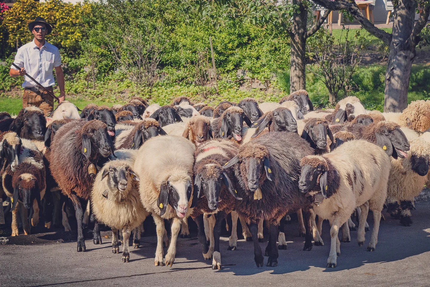 Shepherd drives a large flock of mixed-color sheep toward the camera during the festival.