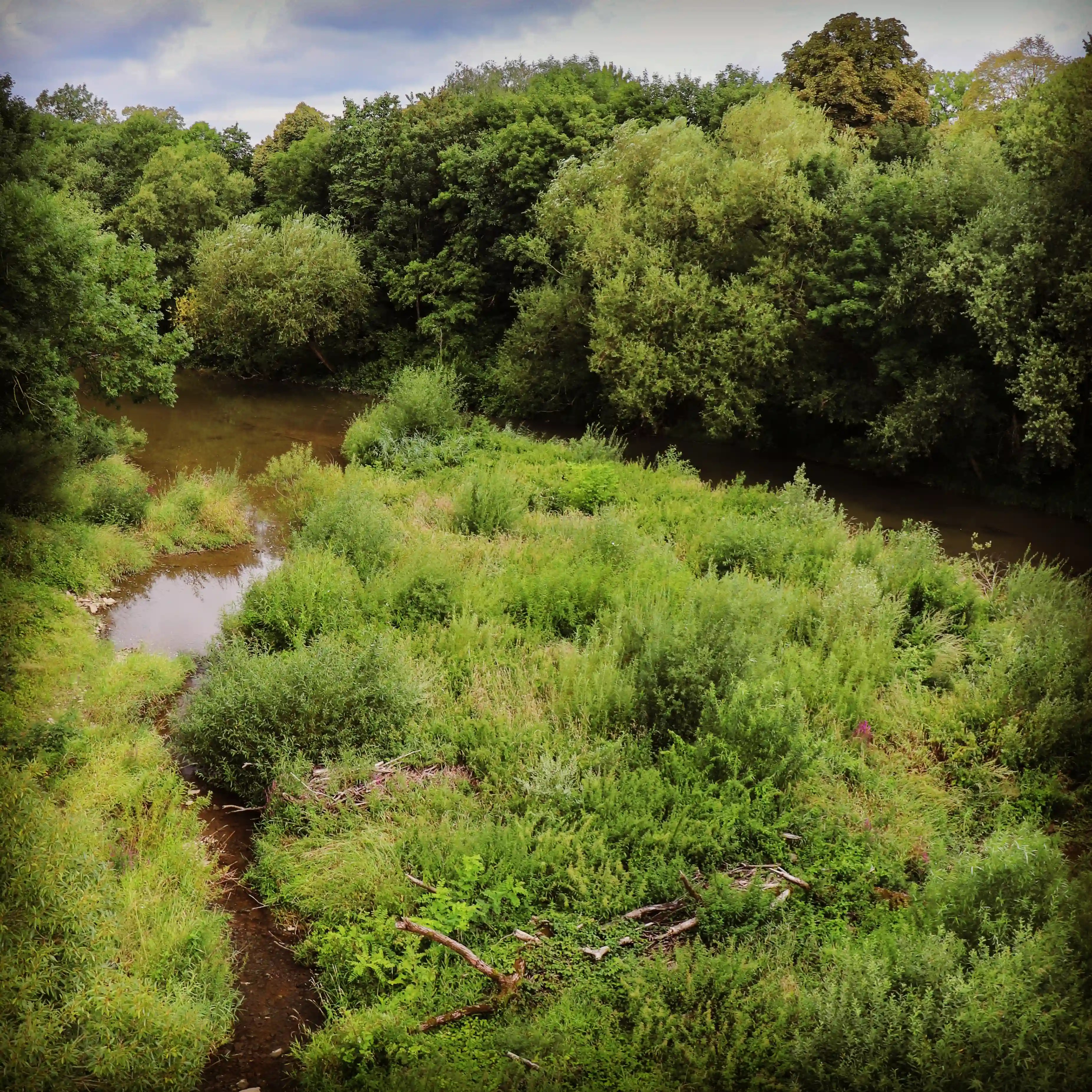 Lush green vegetation along the banks of a river in Bad Friedrichshall.