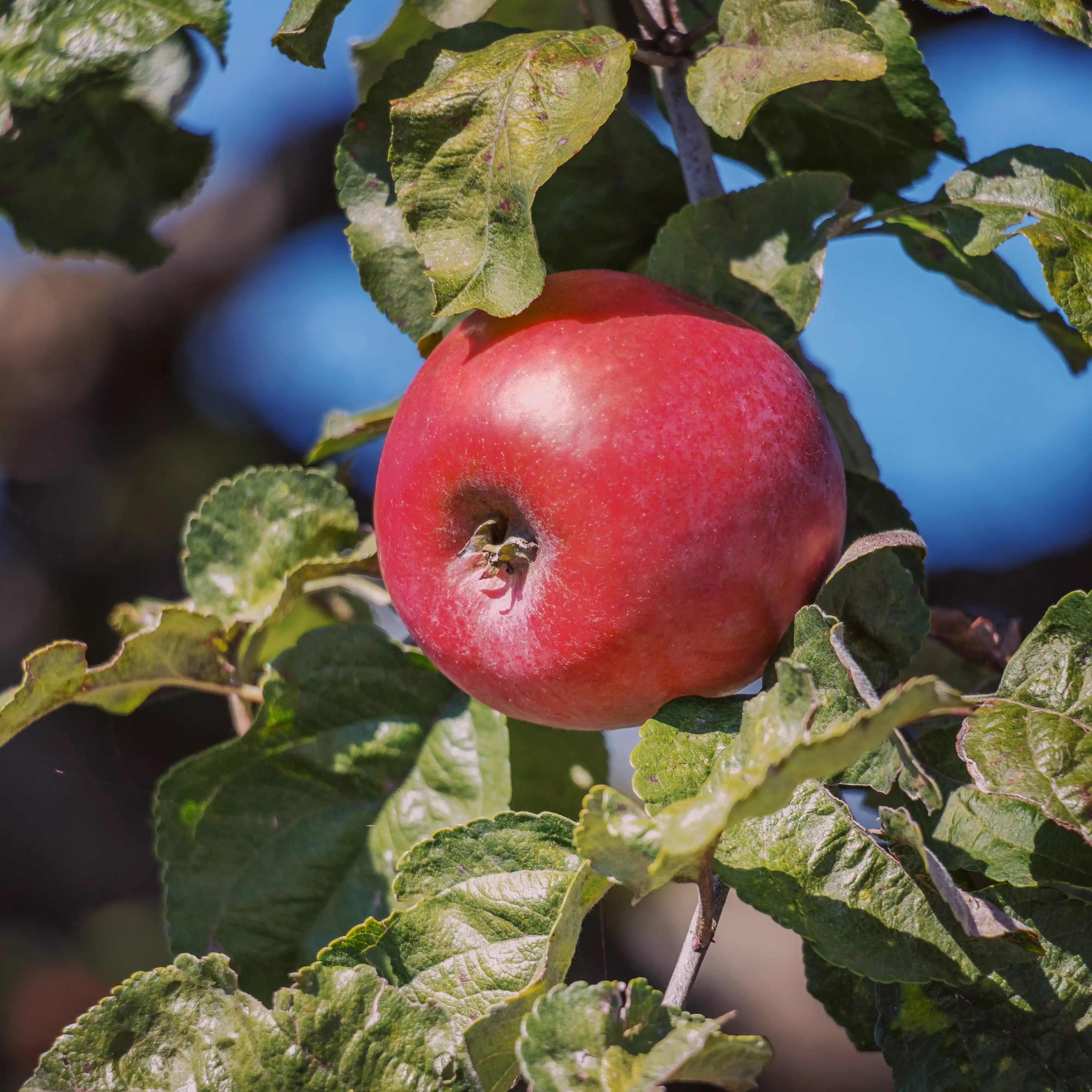 Close-up of a single red apple hanging on the tree with green leaves against a blue sky.