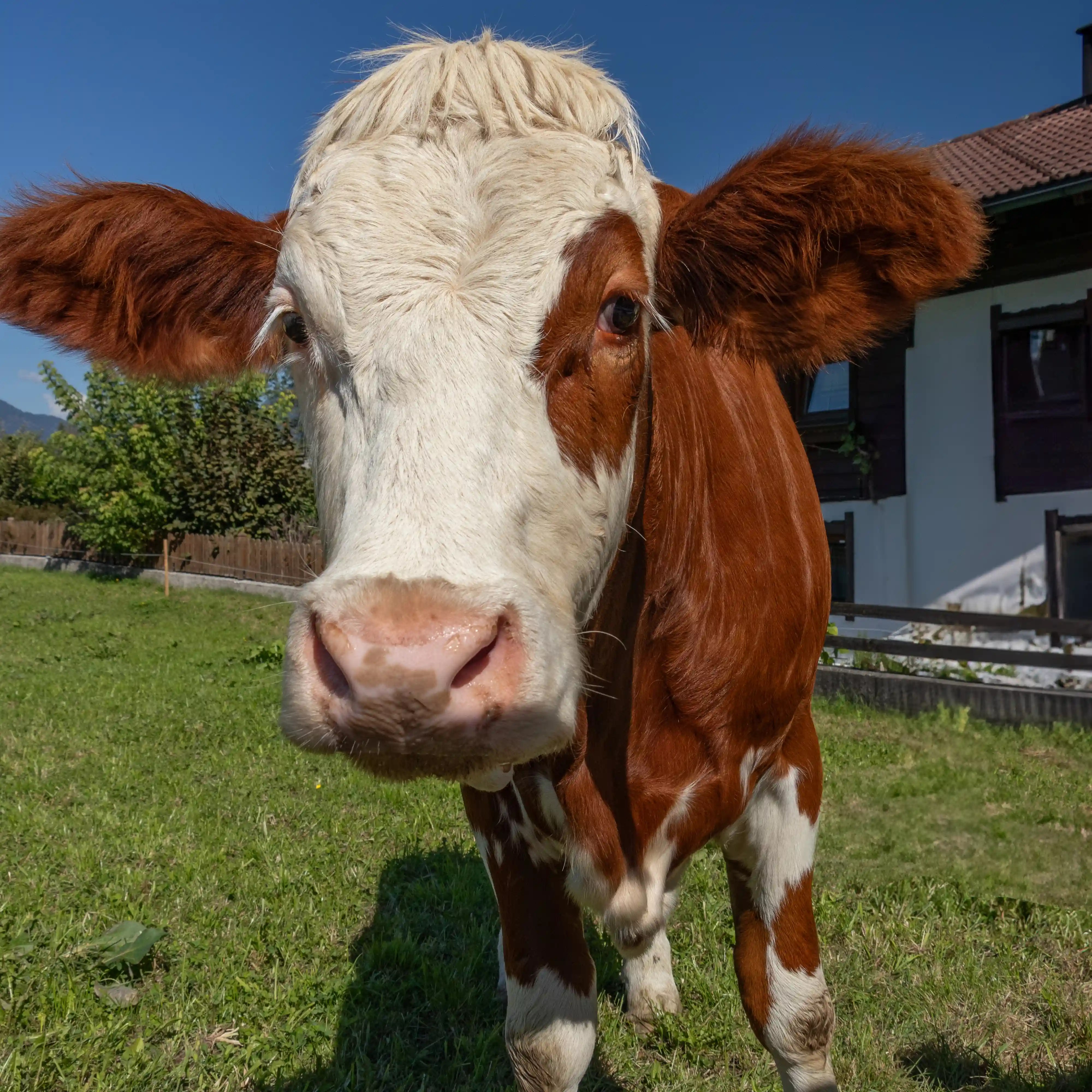 Close portrait of a brown-and-white cow standing in a grassy yard near an alpine home.
