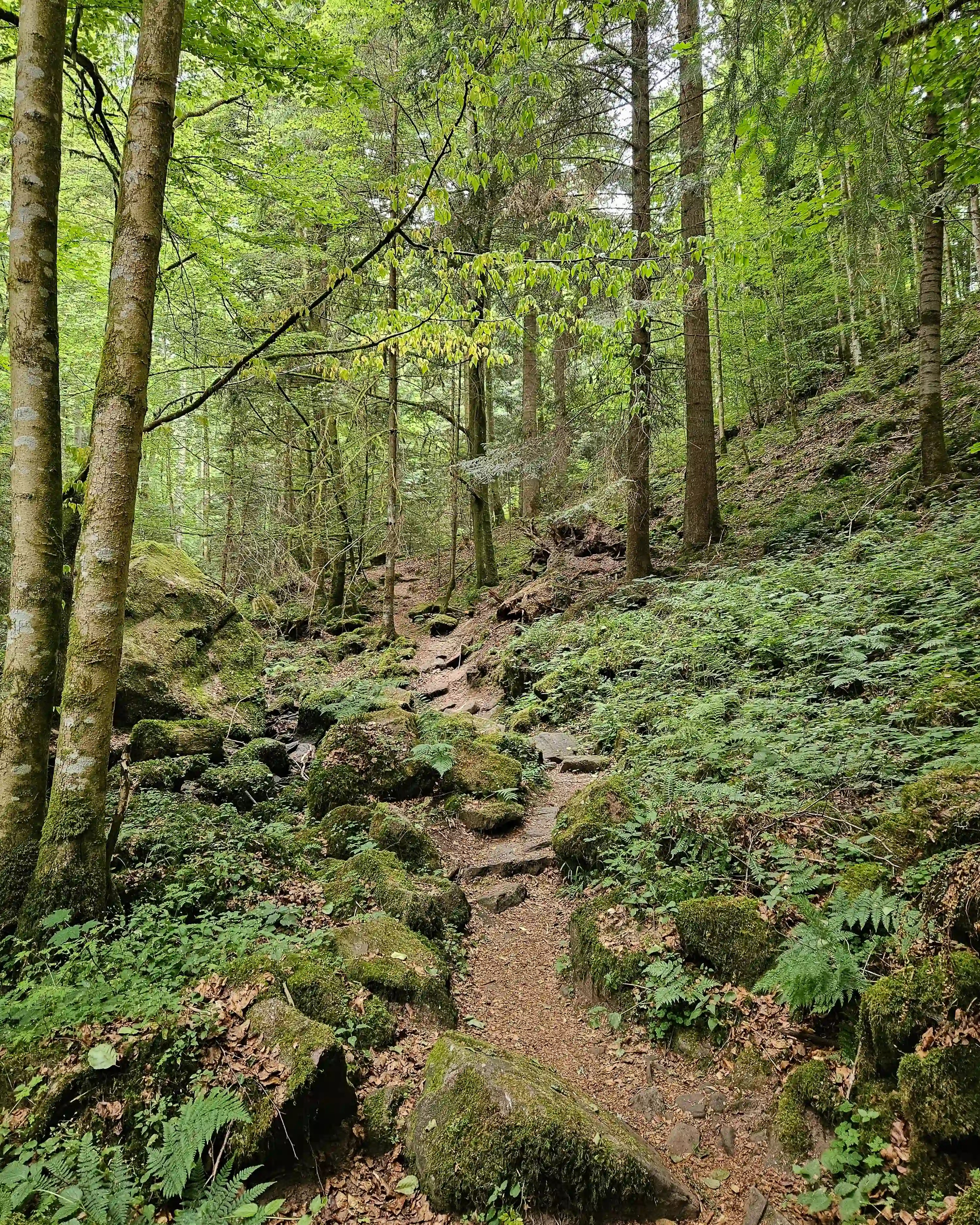 Narrow forest path winding through moss-covered rocks and green undergrowth in the Schweinbachtal.
