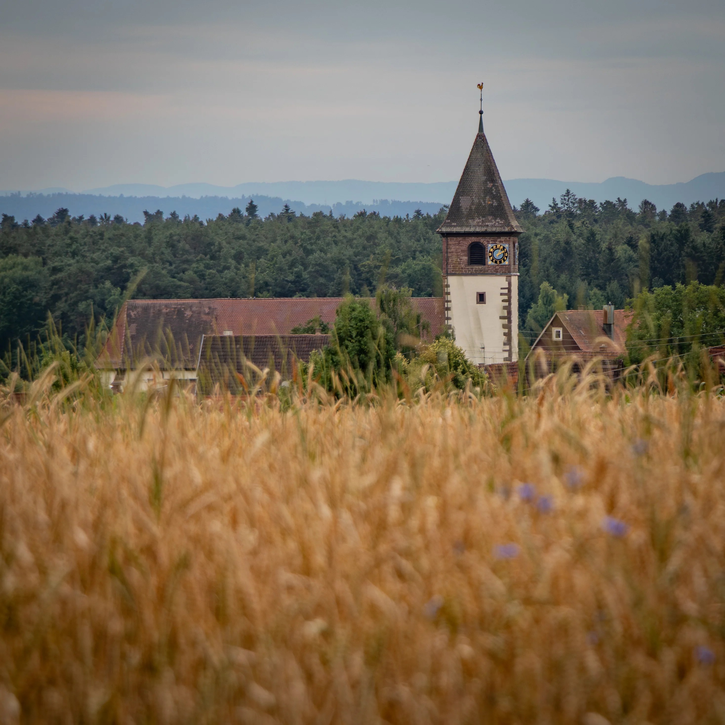 Altburg church tower with clock face seen across golden grain fields and forest.