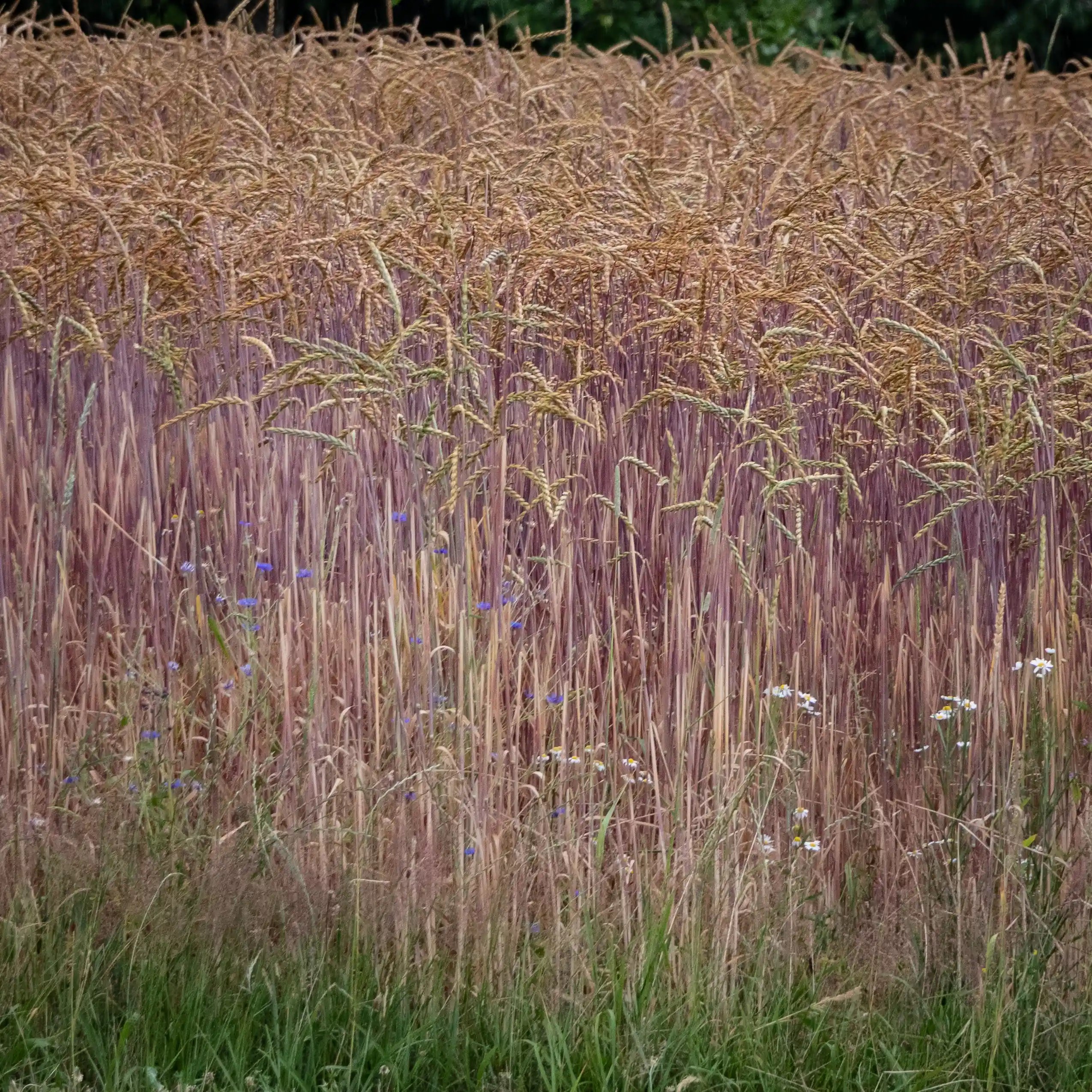 Border of a grain field with stalks tinged in purple and wildflowers at the edge.