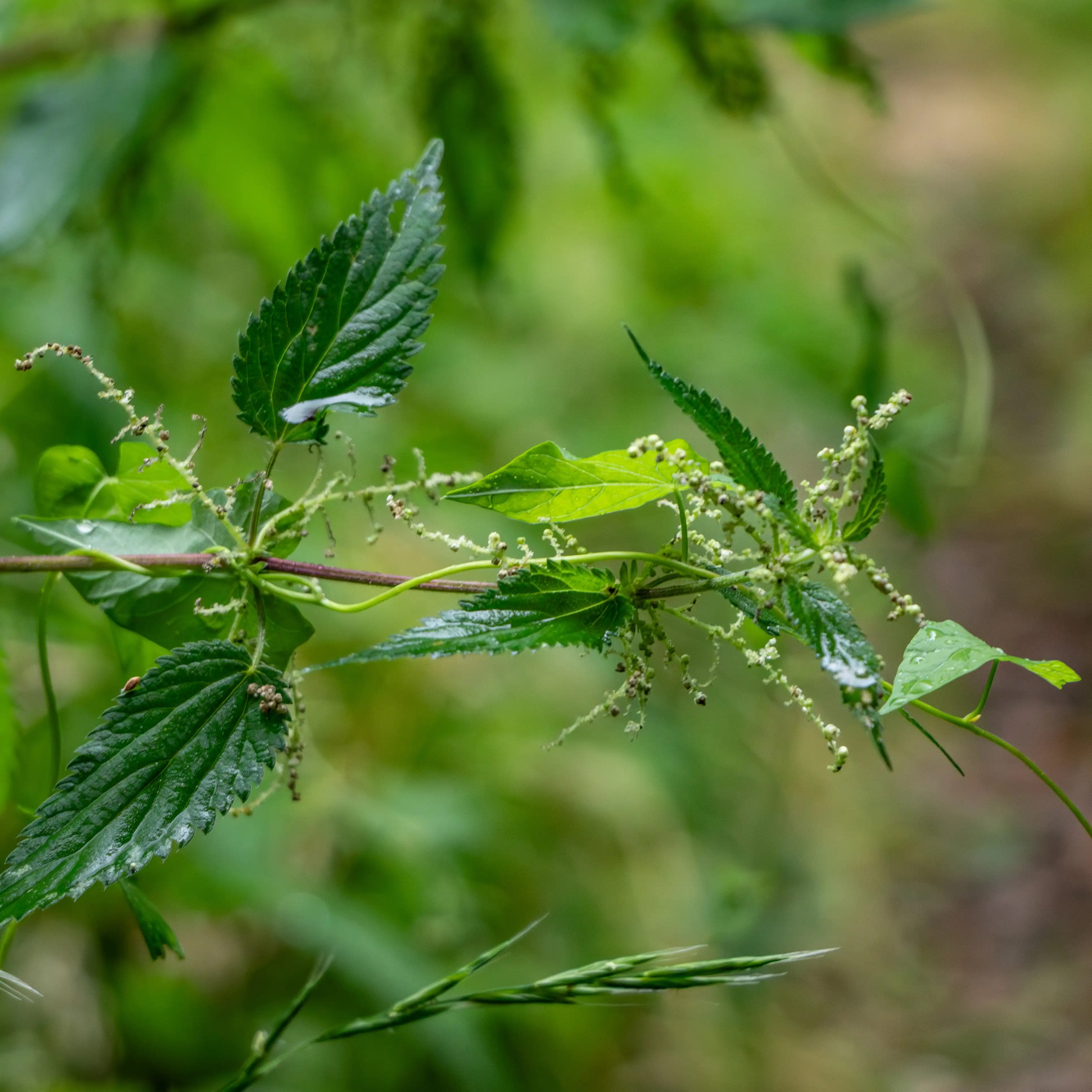 Close-up of stinging nettle leaves and delicate blossoms in the forest near Hirsau, Germany.
