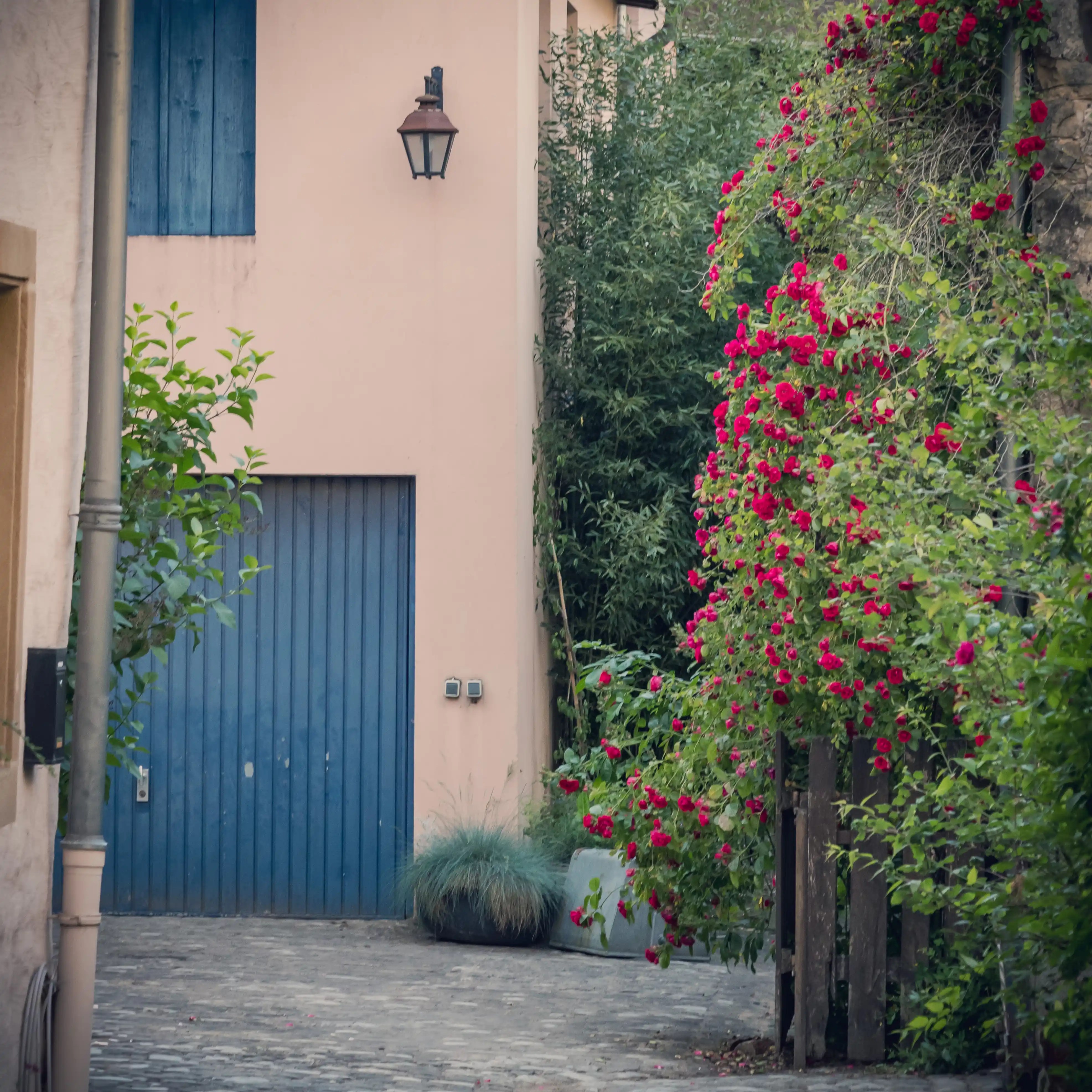 Pink house with blue shutters in Echternach, framed by climbing red roses.