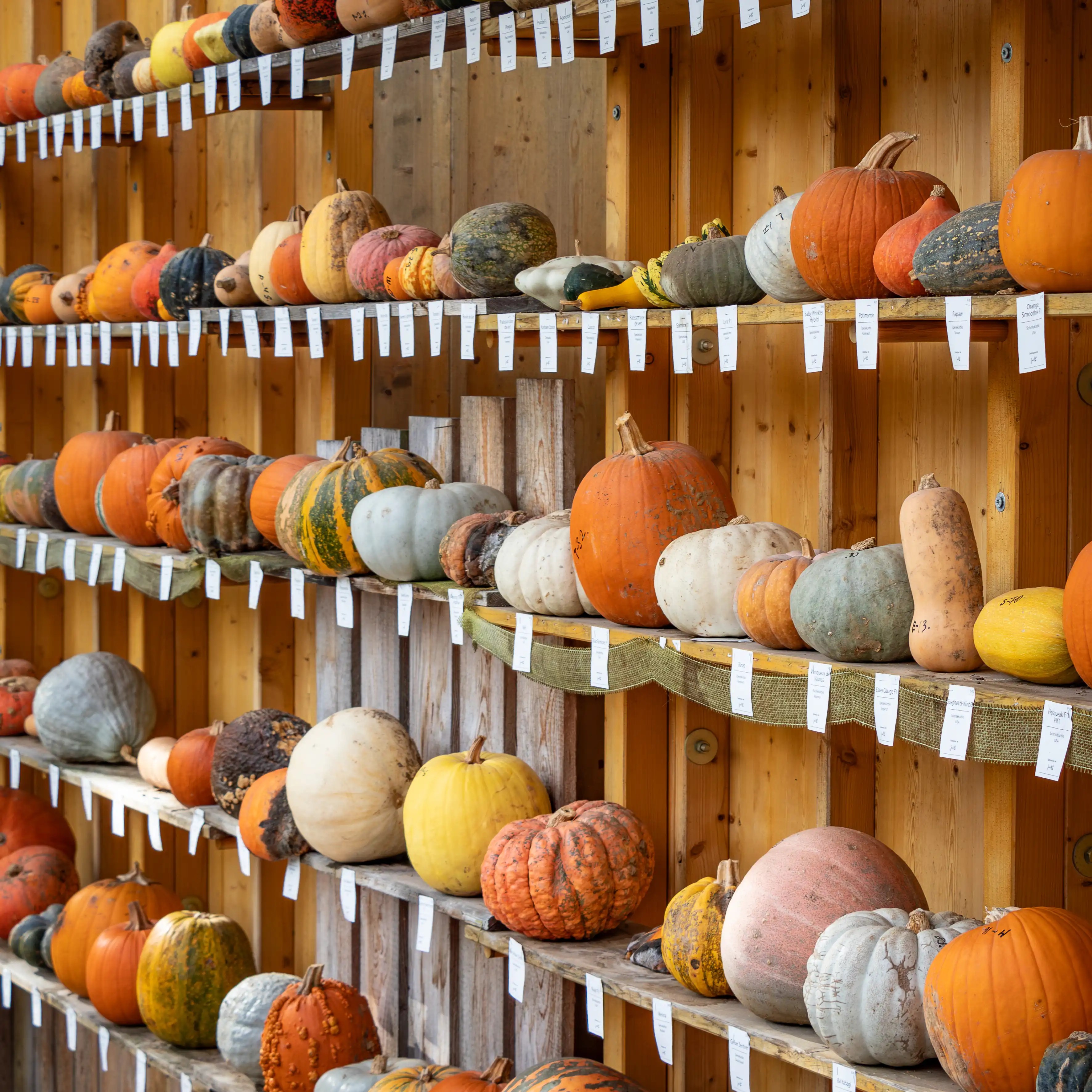 Shelves filled with pumpkins of different shapes, sizes, and colors at the festival.