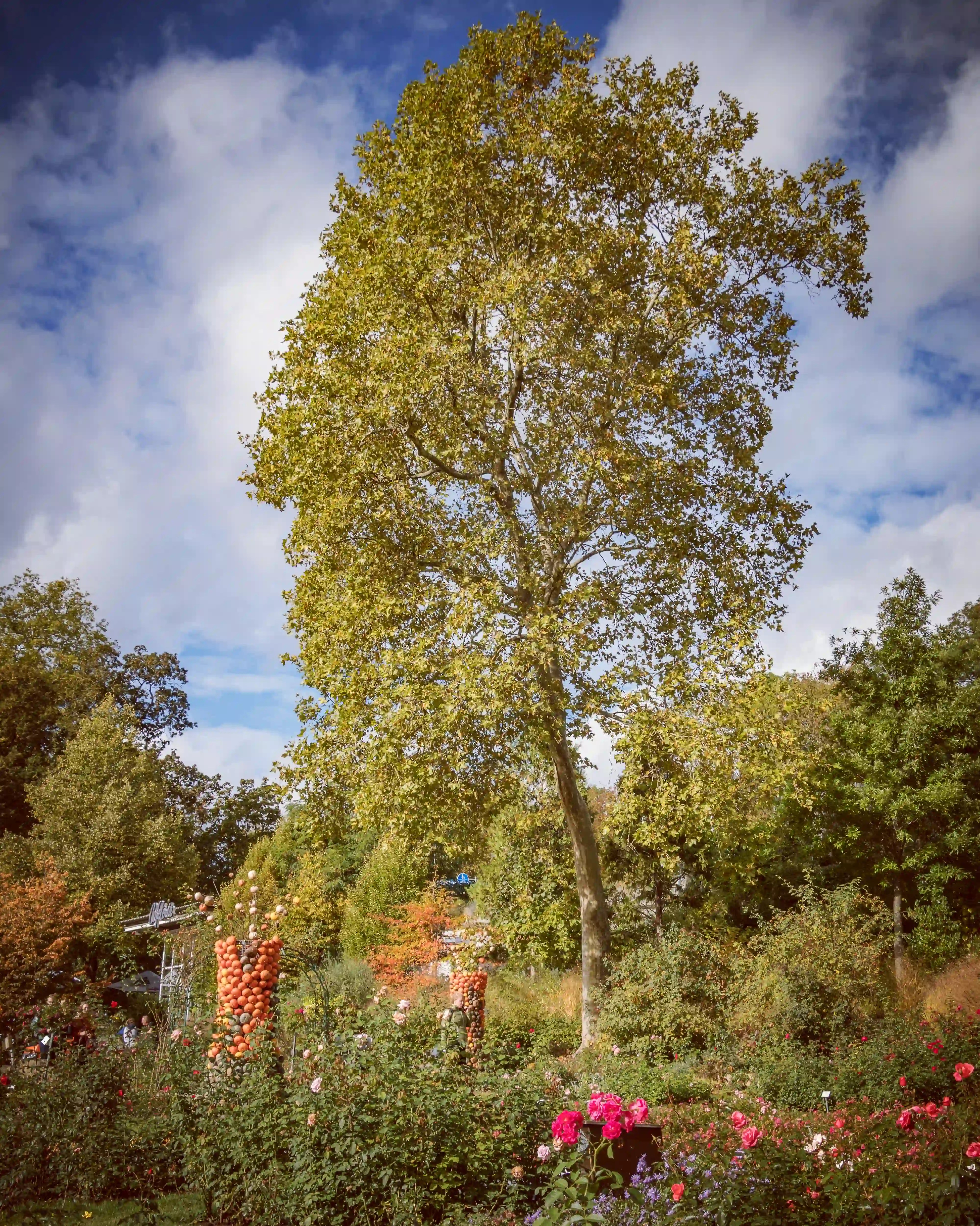 Tall tree and colorful flower beds with pumpkin sculptures in the Ludwigsburg gardens.