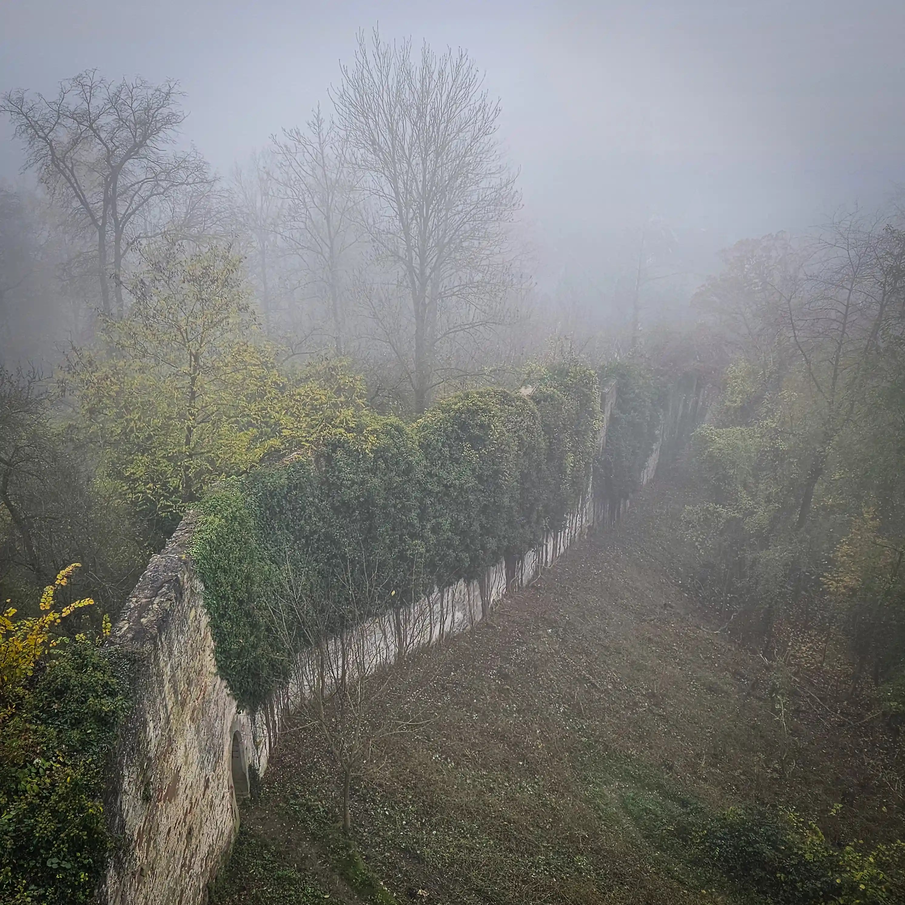Foggy morning view of Herrenberg’s old city wall covered in ivy and surrounded by trees.