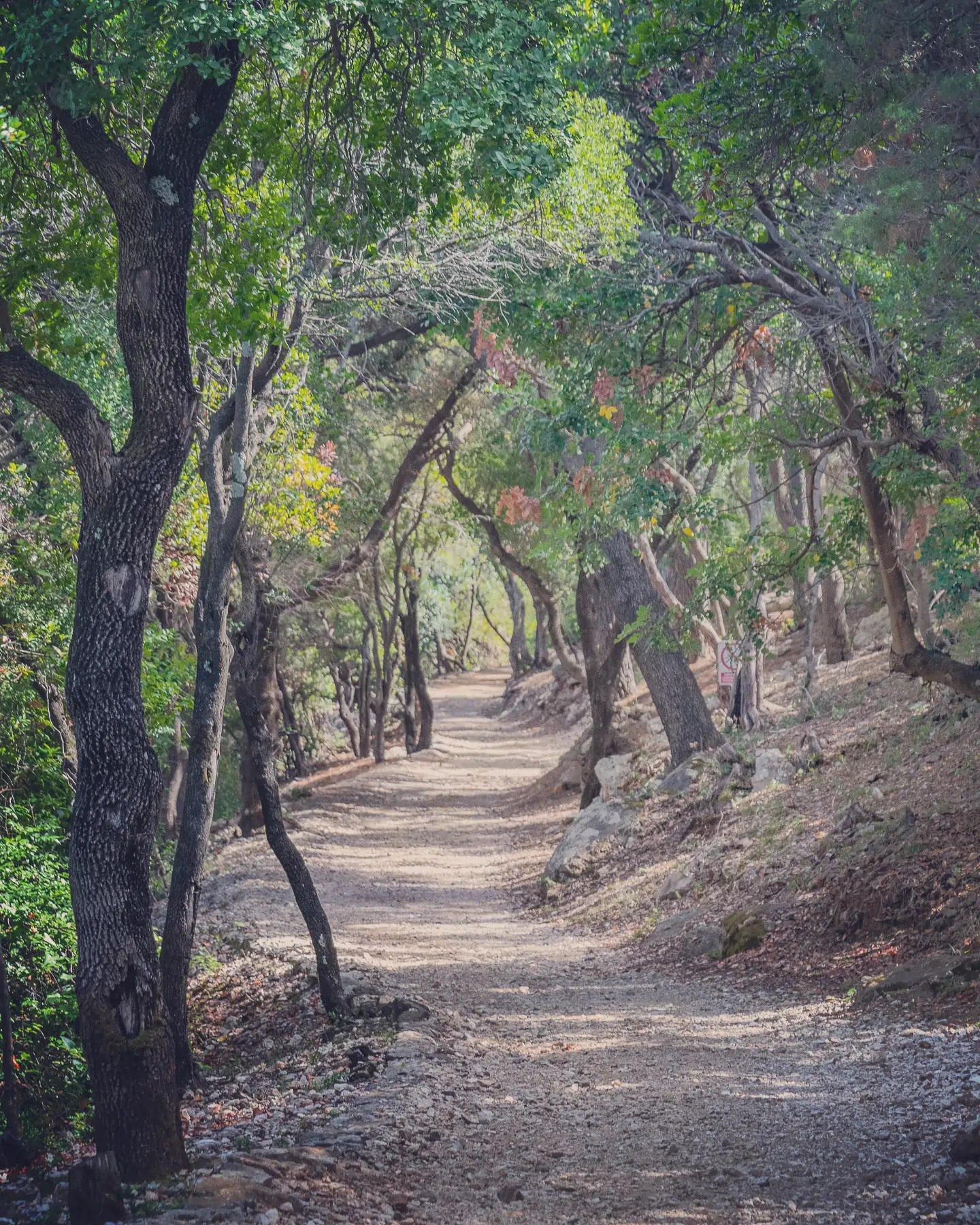 Shaded walking path through the forest on Lokrum Island.