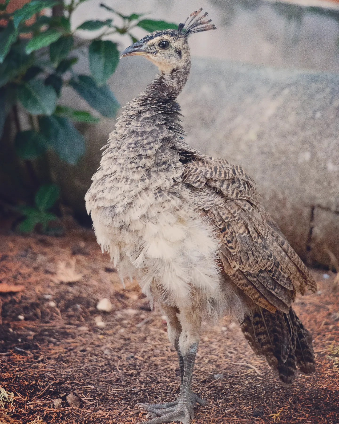 Juvenile peahen standing on the forest floor of Lokrum Island.