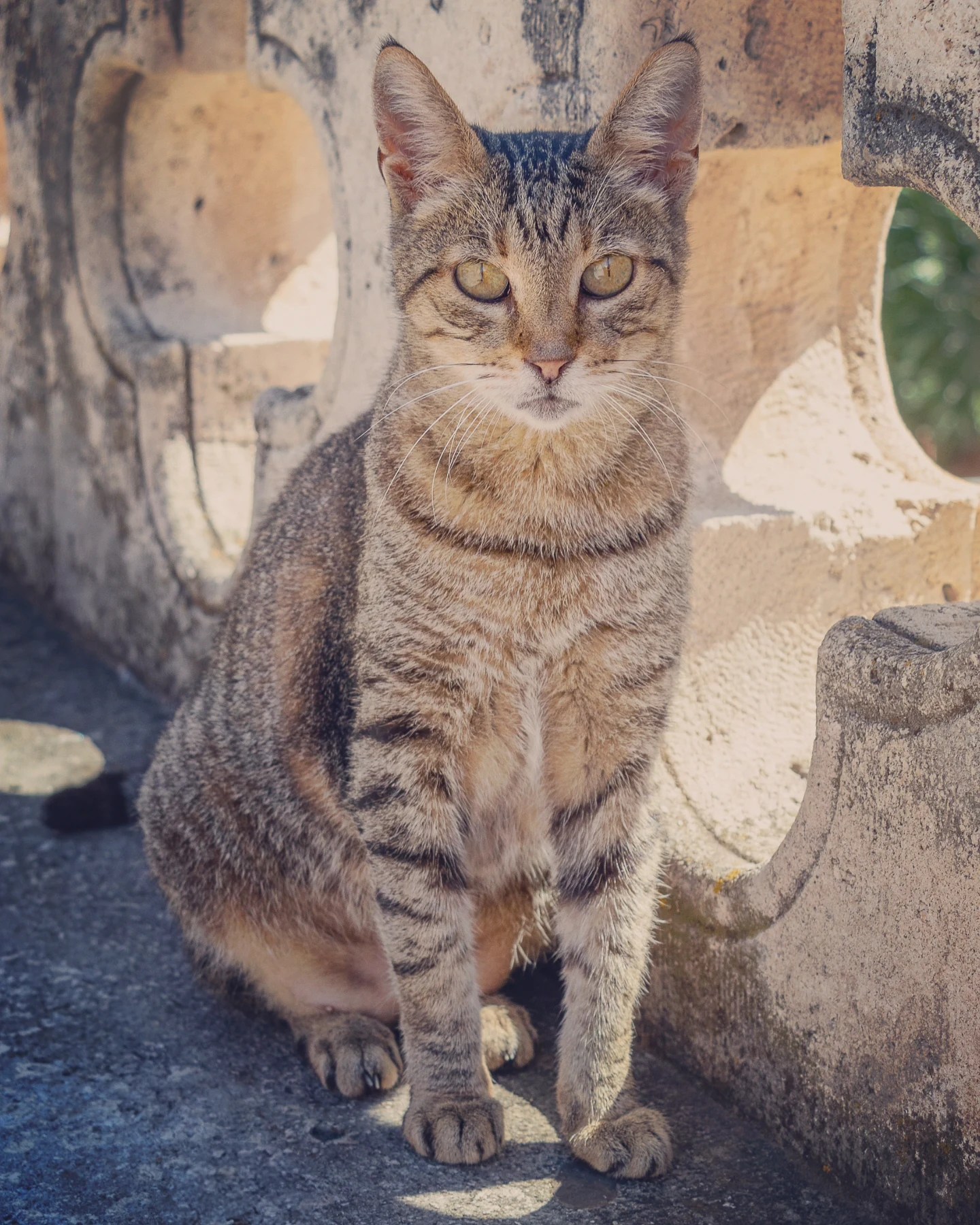 A brown tabby cat sitting along the old stone walls of Dubrovnik.