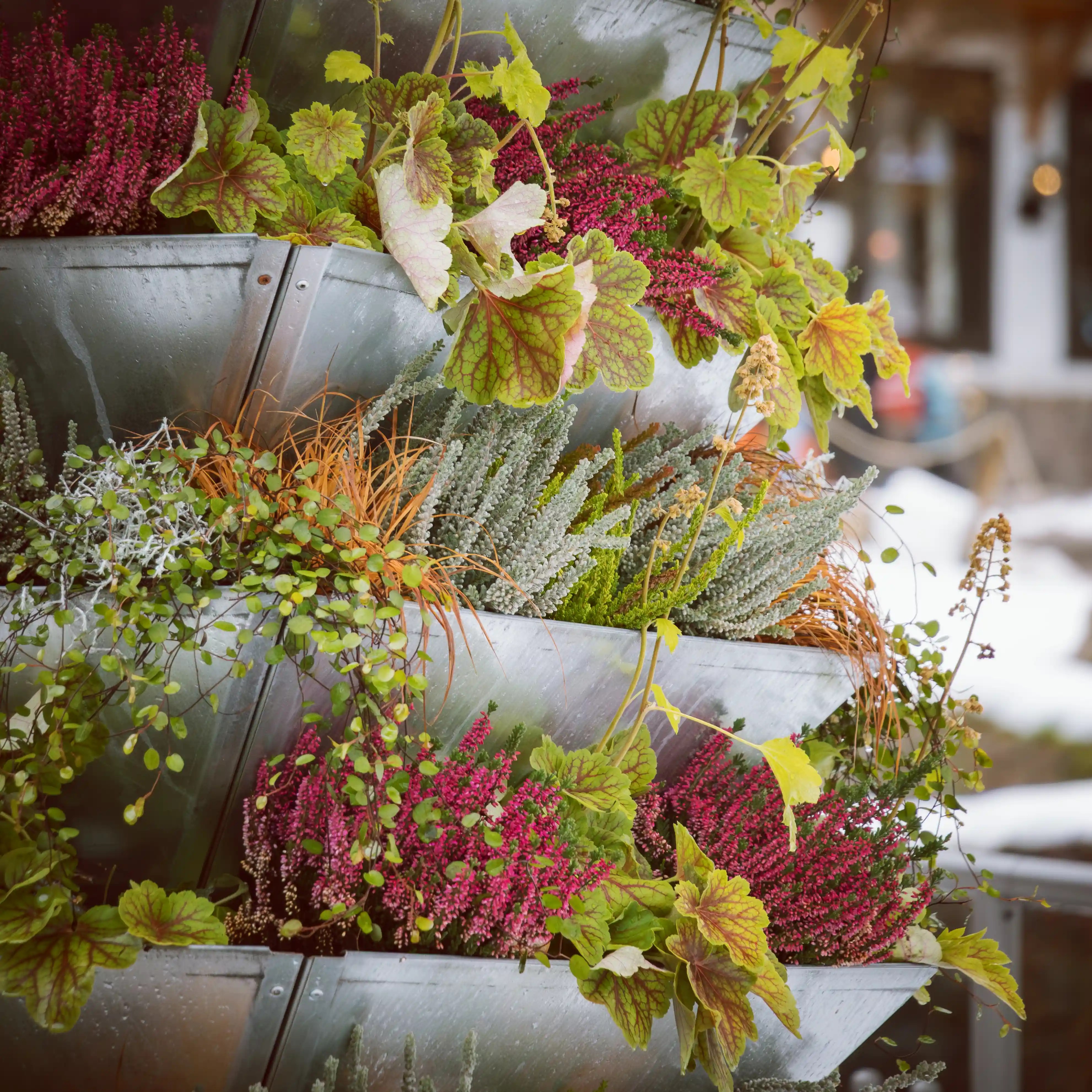 Tiered metal planter filled with colorful winter greenery and heather.