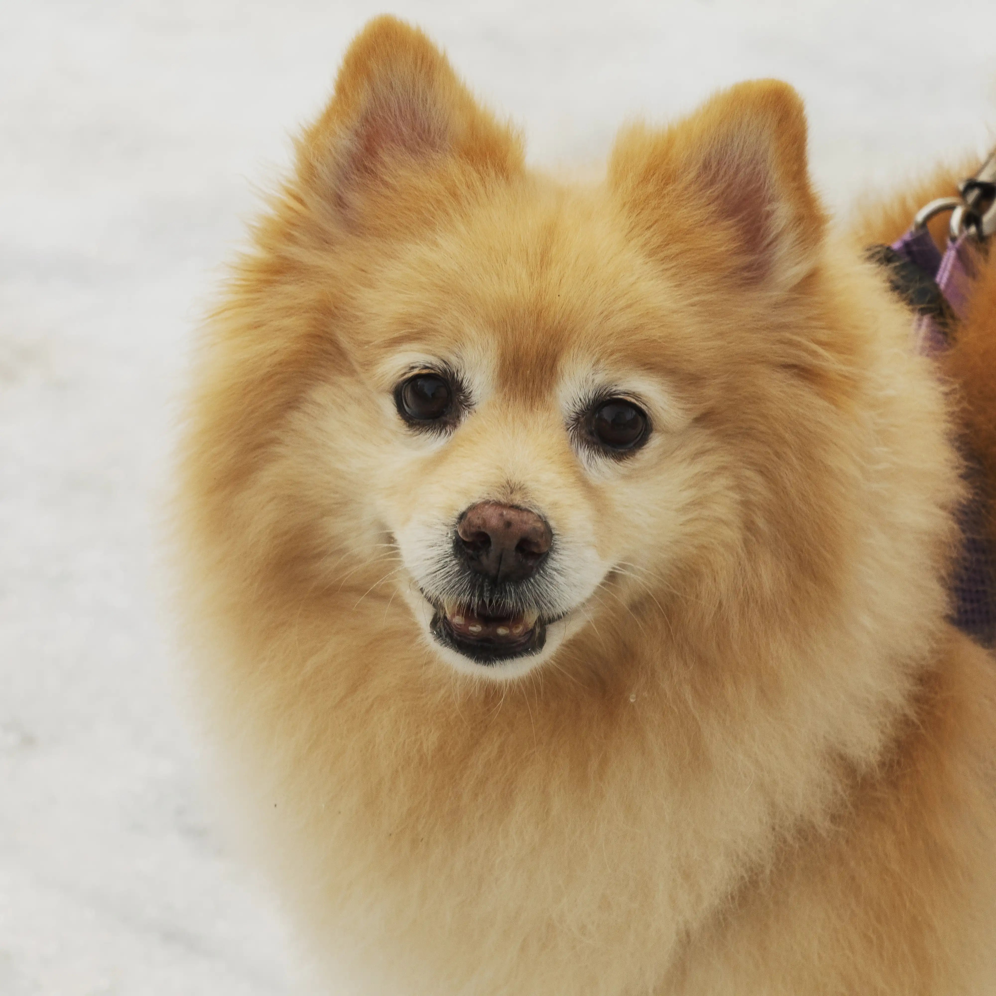 Close-up of Cooper, a fluffy orange pomeranian, standing on snow and looking toward the camera in Triberg, Germany.