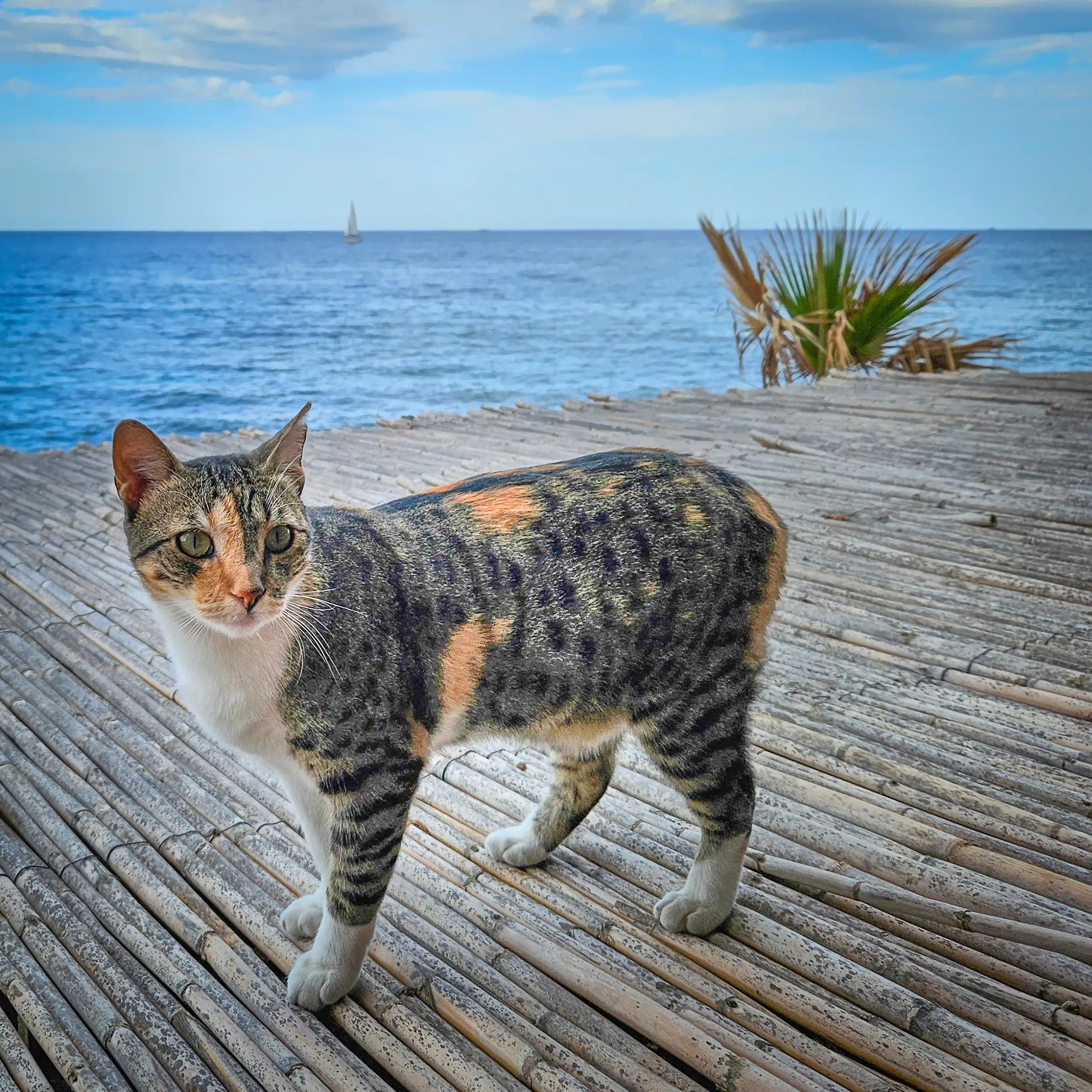 Calico and tabby cat standing on a bamboo deck with the sea and a sailboat in the background in Hersonissos, Crete.