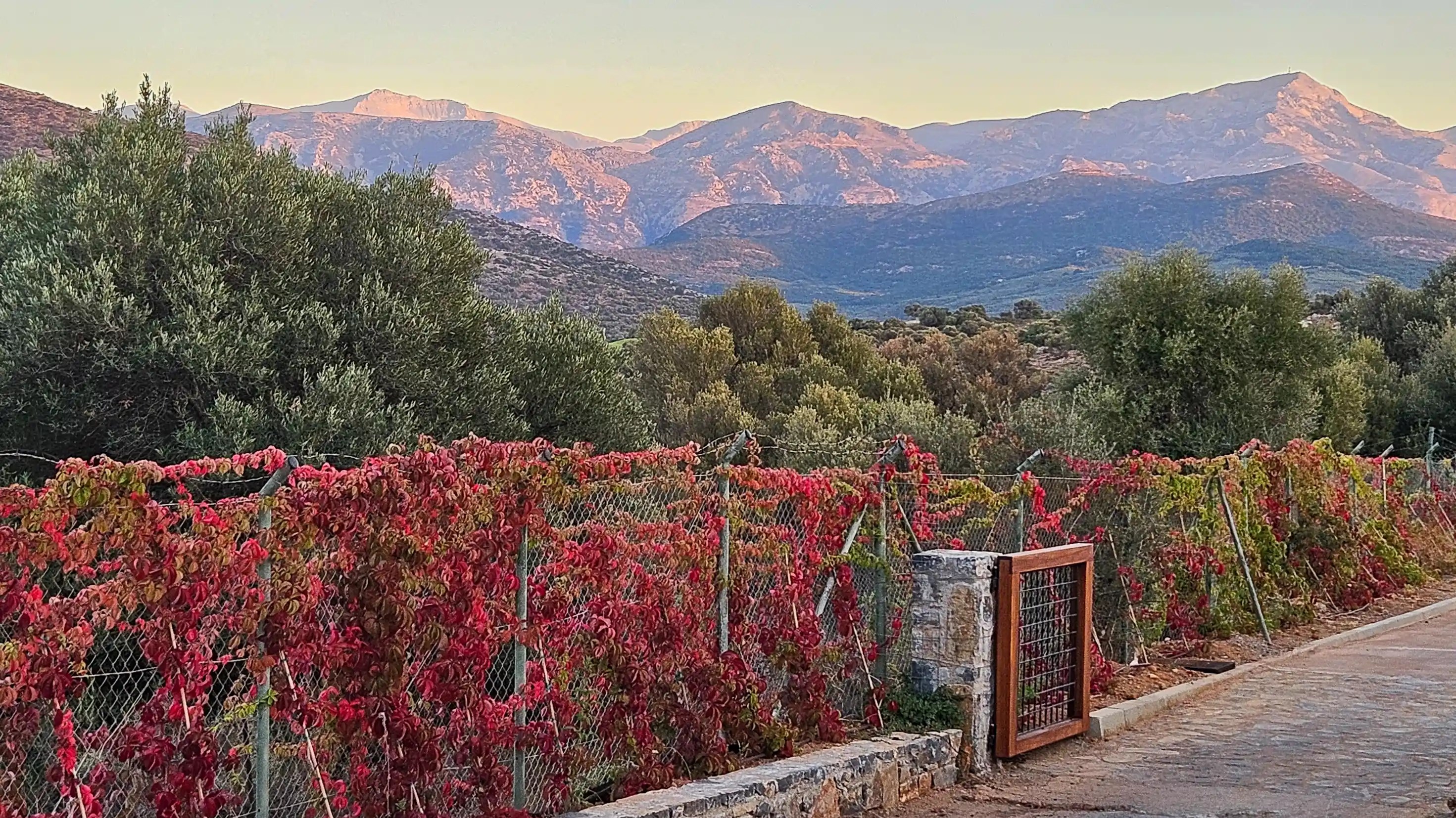 Red autumn leaves along fence and distant mountain peaks at sunset near Hersonissos, Crete.