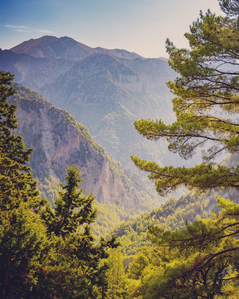 Expansive view of forested mountains with layered peaks and pine branches in the foreground.