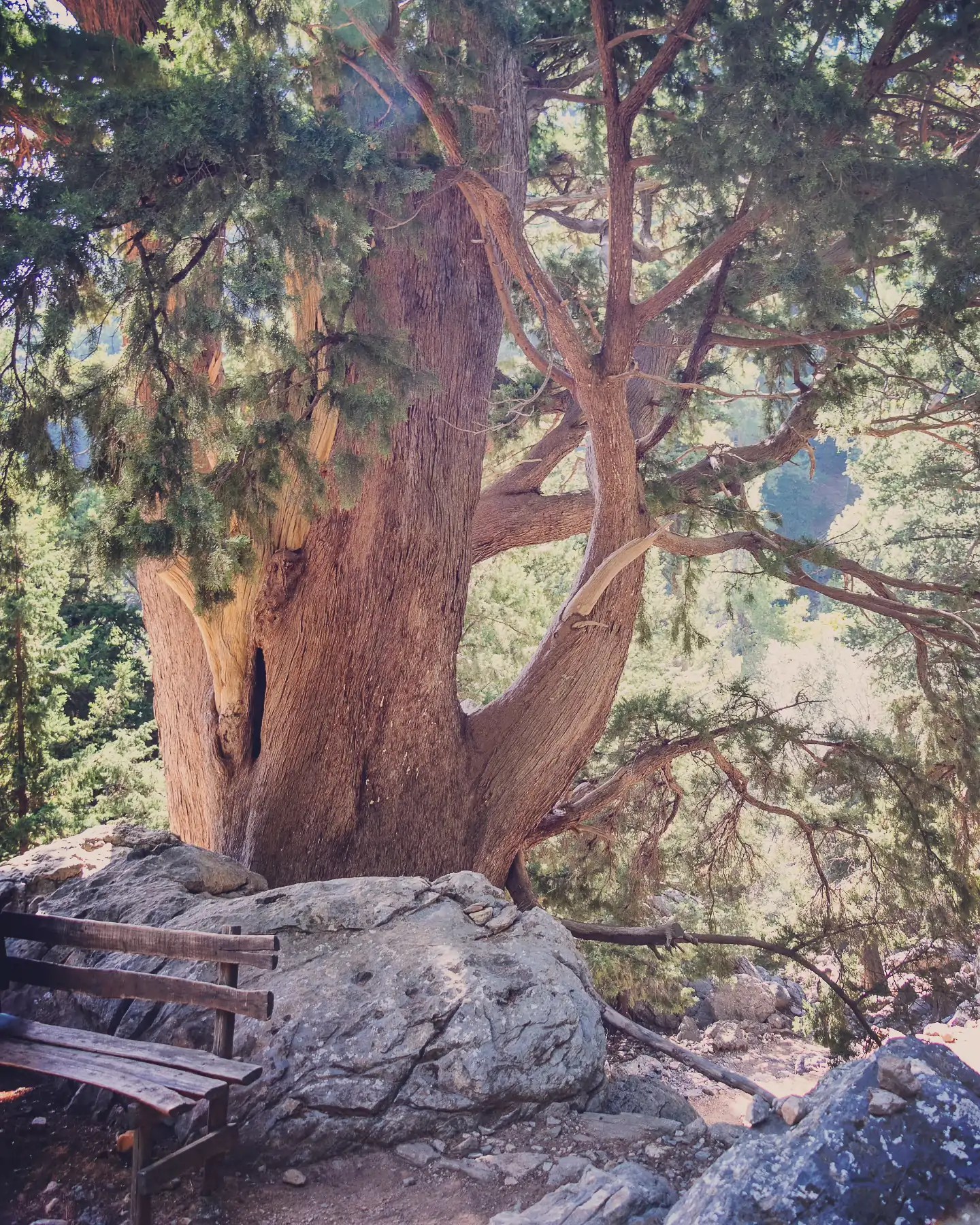 Massive tree trunk with wide branches growing beside a wooden bench on a rocky slope.