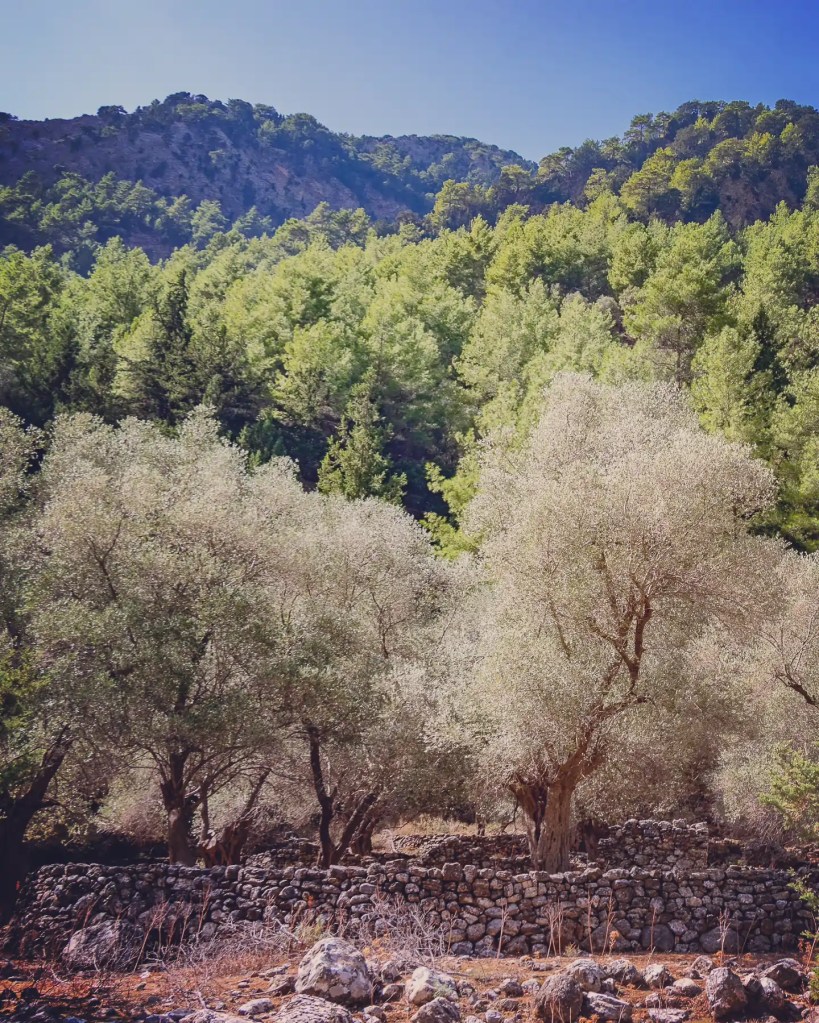 Olive trees growing above stone walls with forested mountains rising behind them.
