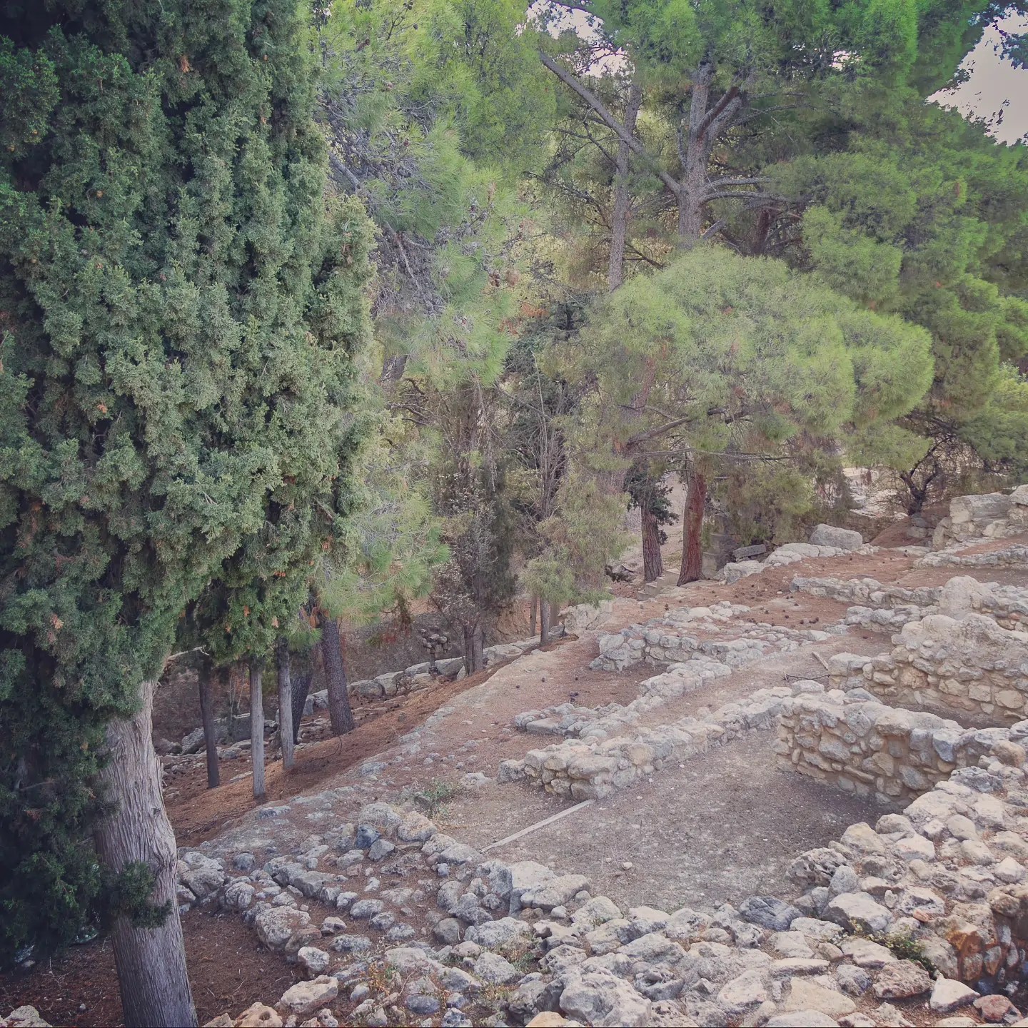 Ruins of low stone walls surrounded by tall pine and cypress trees at the Palace of Knossos in Crete.