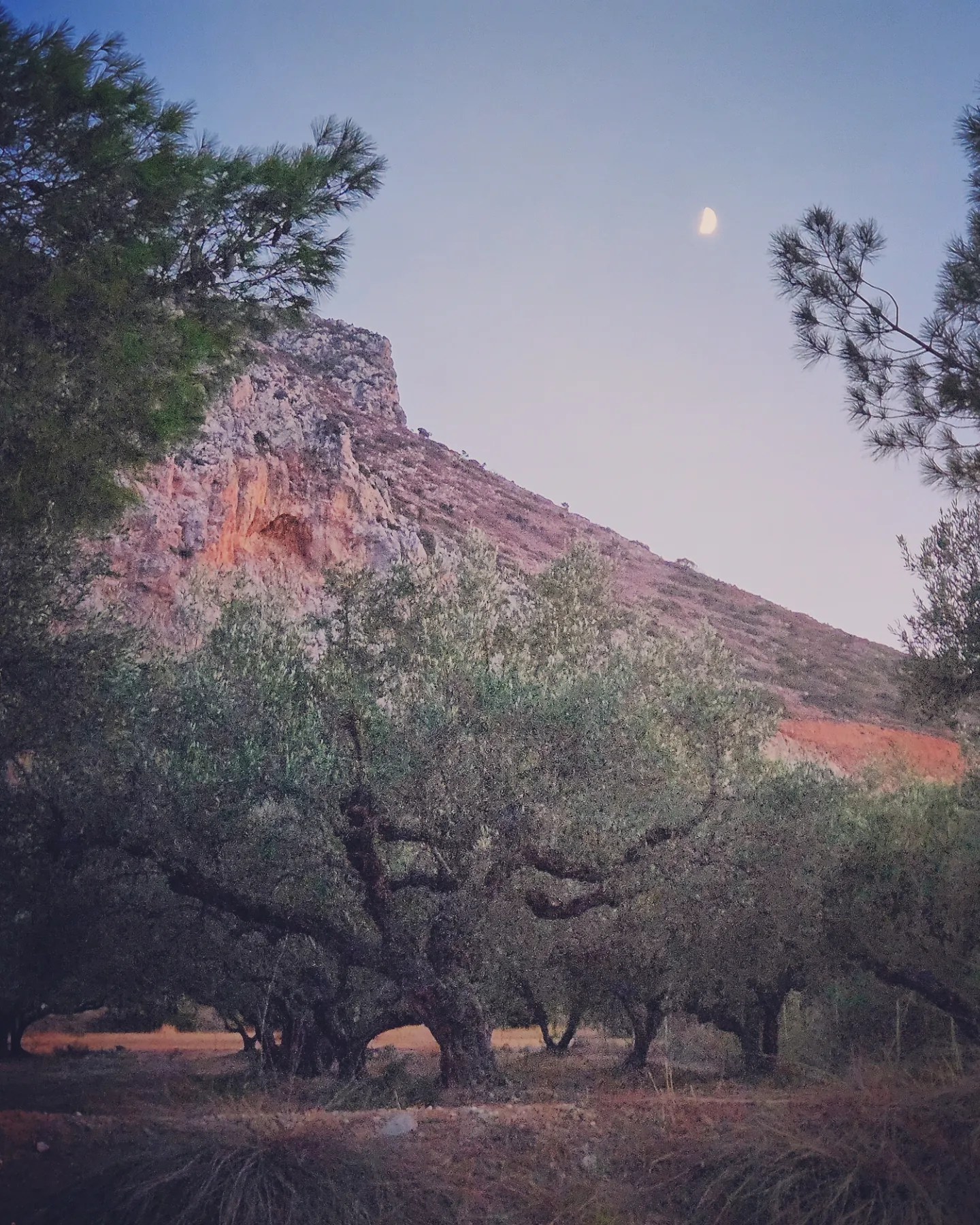 Olive trees in a grove below a rocky mountain slope at dusk near Hersonissos, Crete.