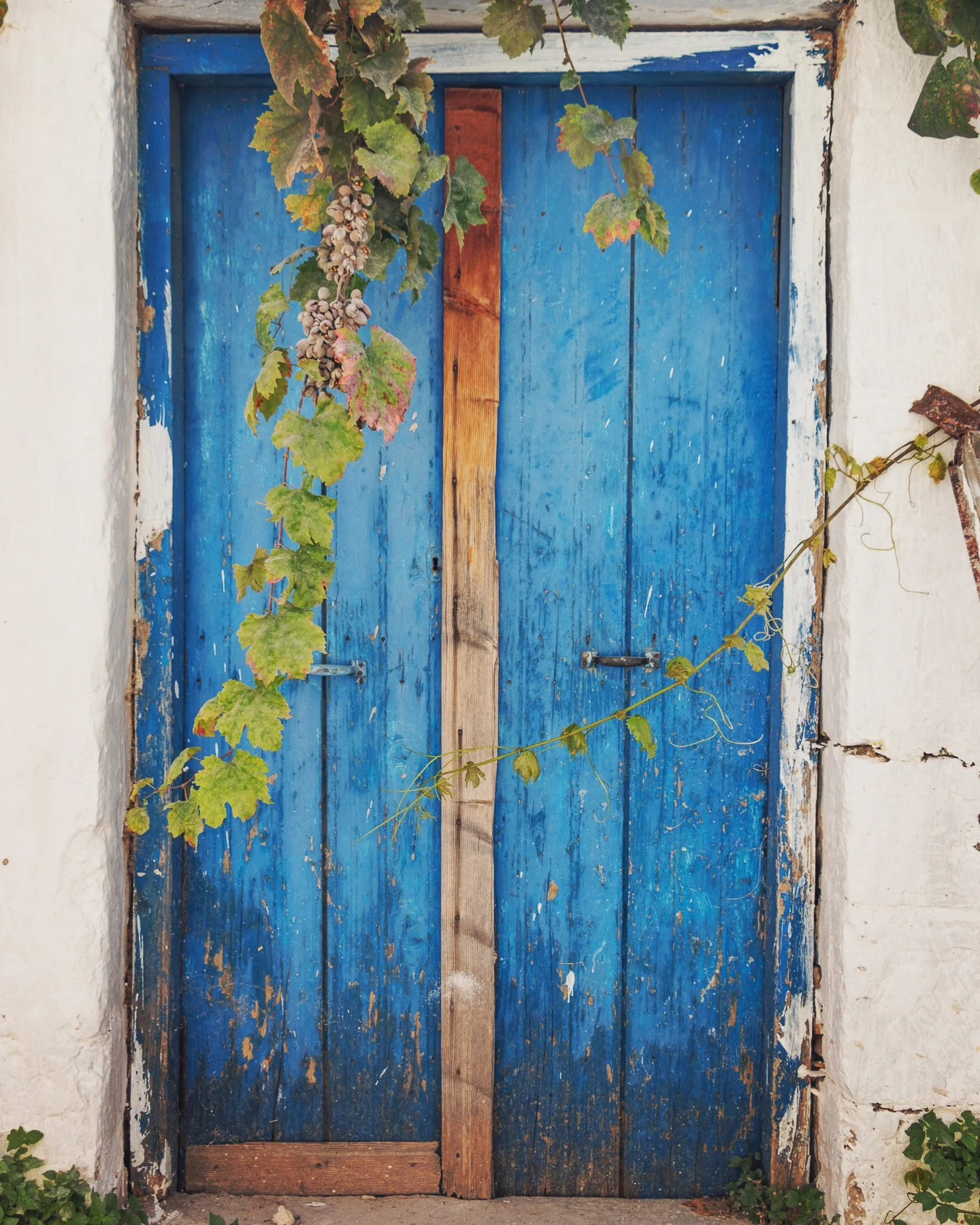 Weathered bright blue door framed by grapevines and hanging clusters of grapes.
