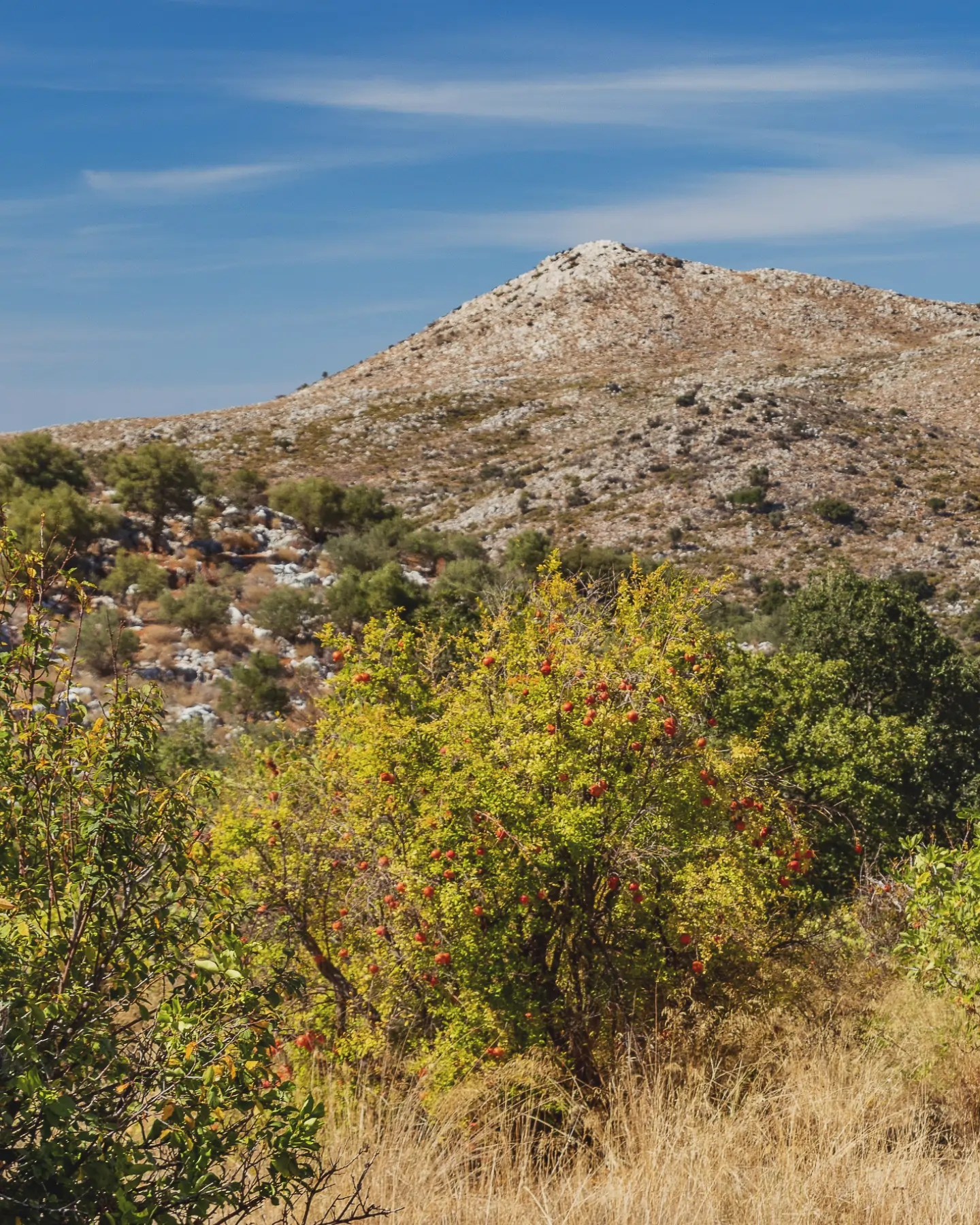 Pomegranate tree with bright red fruit growing in a dry field near Krasi with a rocky hill in the background.