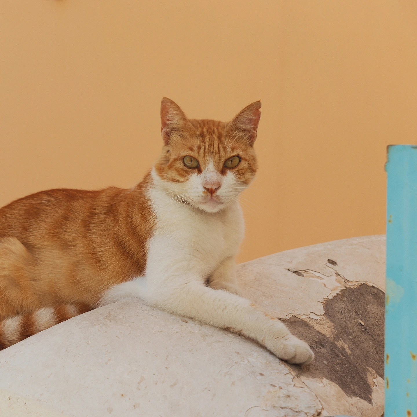 A ginger-and-white cat resting on a stone ledge against a soft orange wall.