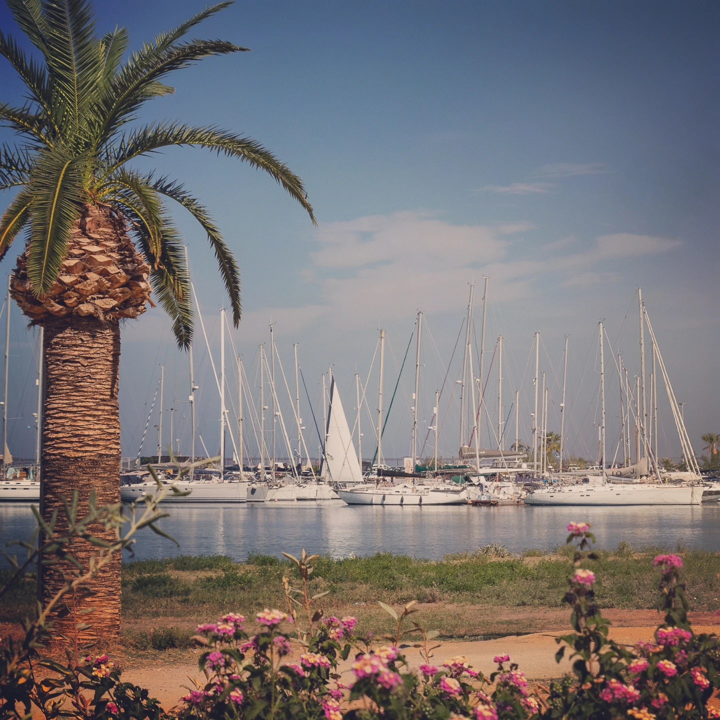 Sailboats in the marina viewed through palm trees and flowering plants along the waterfront.