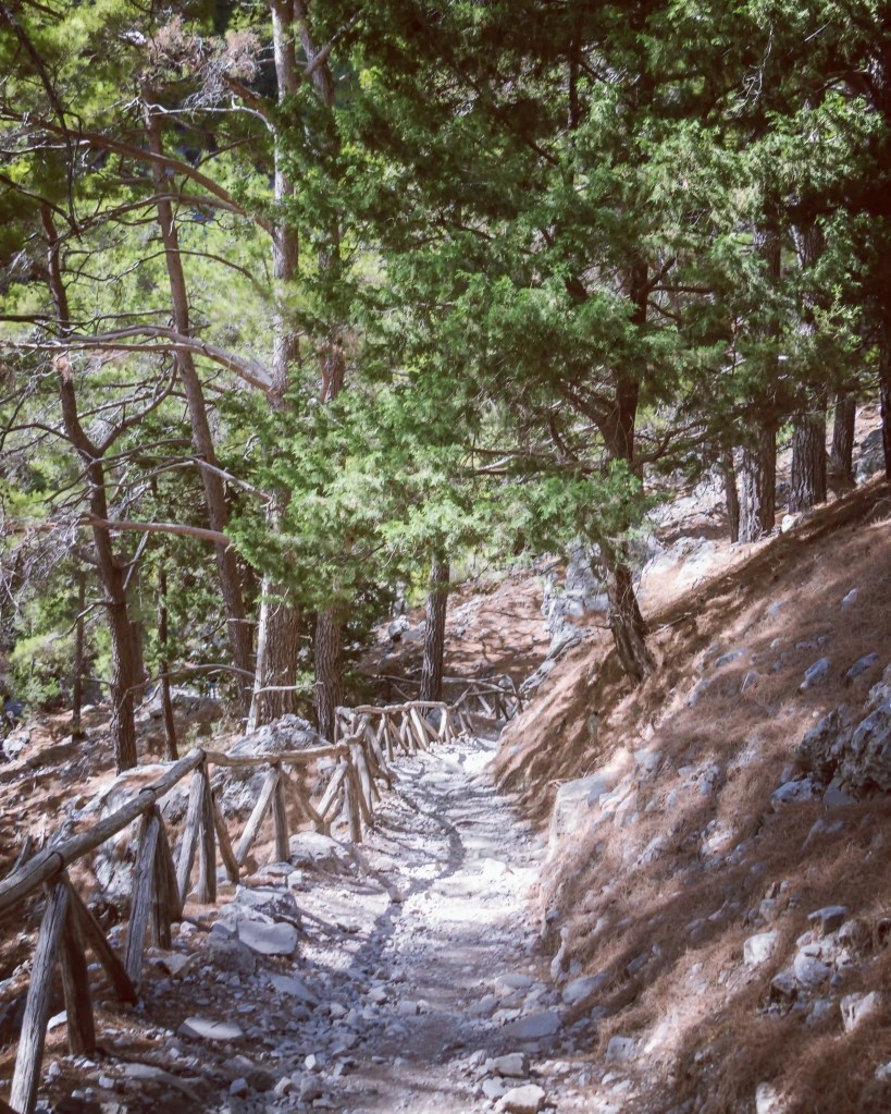 Rocky forest path with a wooden railing winding downhill through tall pine trees.