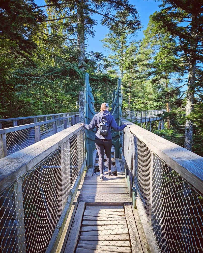 A person walks along a wooden treetop walkway with mesh railings surrounded by tall evergreen trees in the Black Forest.