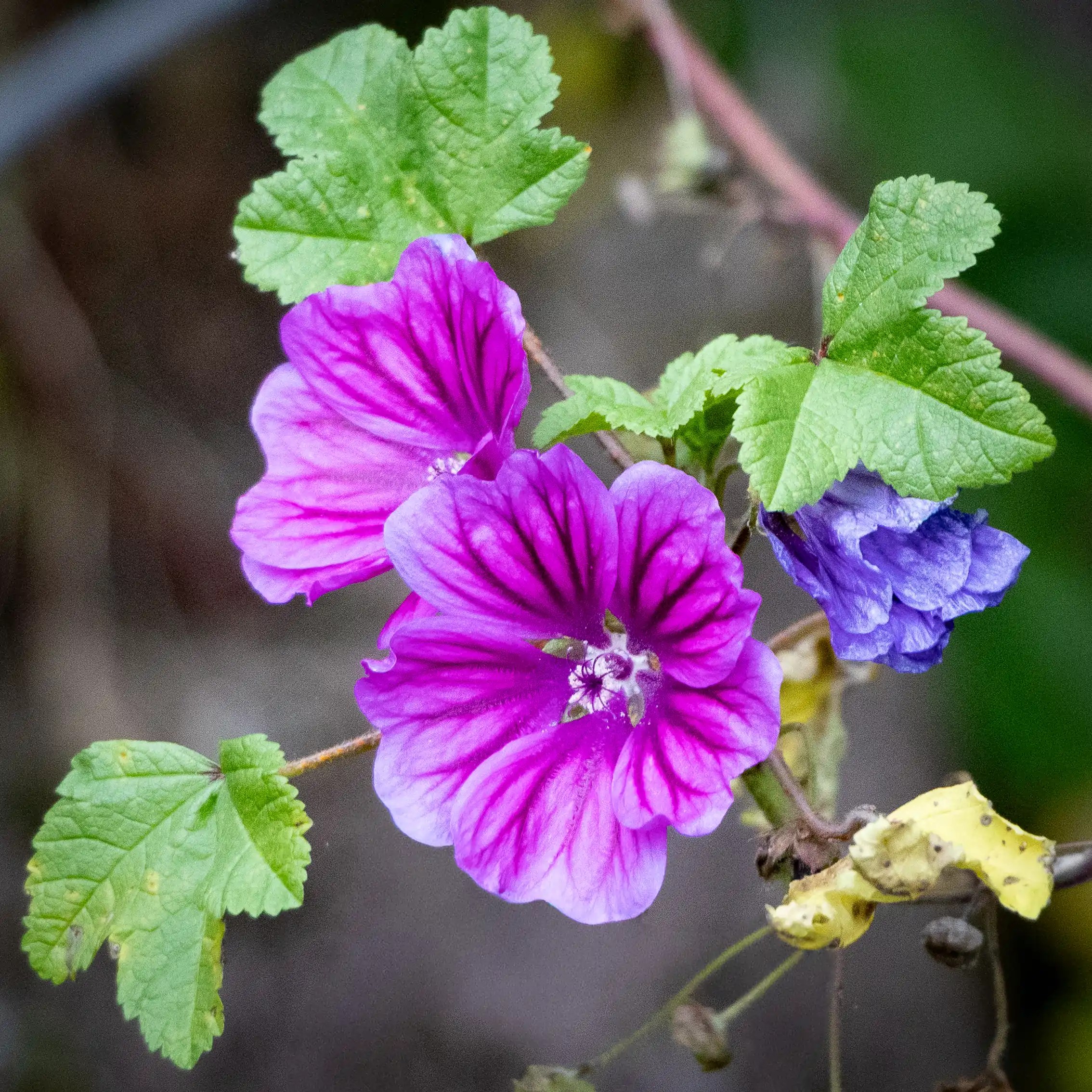 A close-up of bright purple flowers with veined petals and green leaves.
