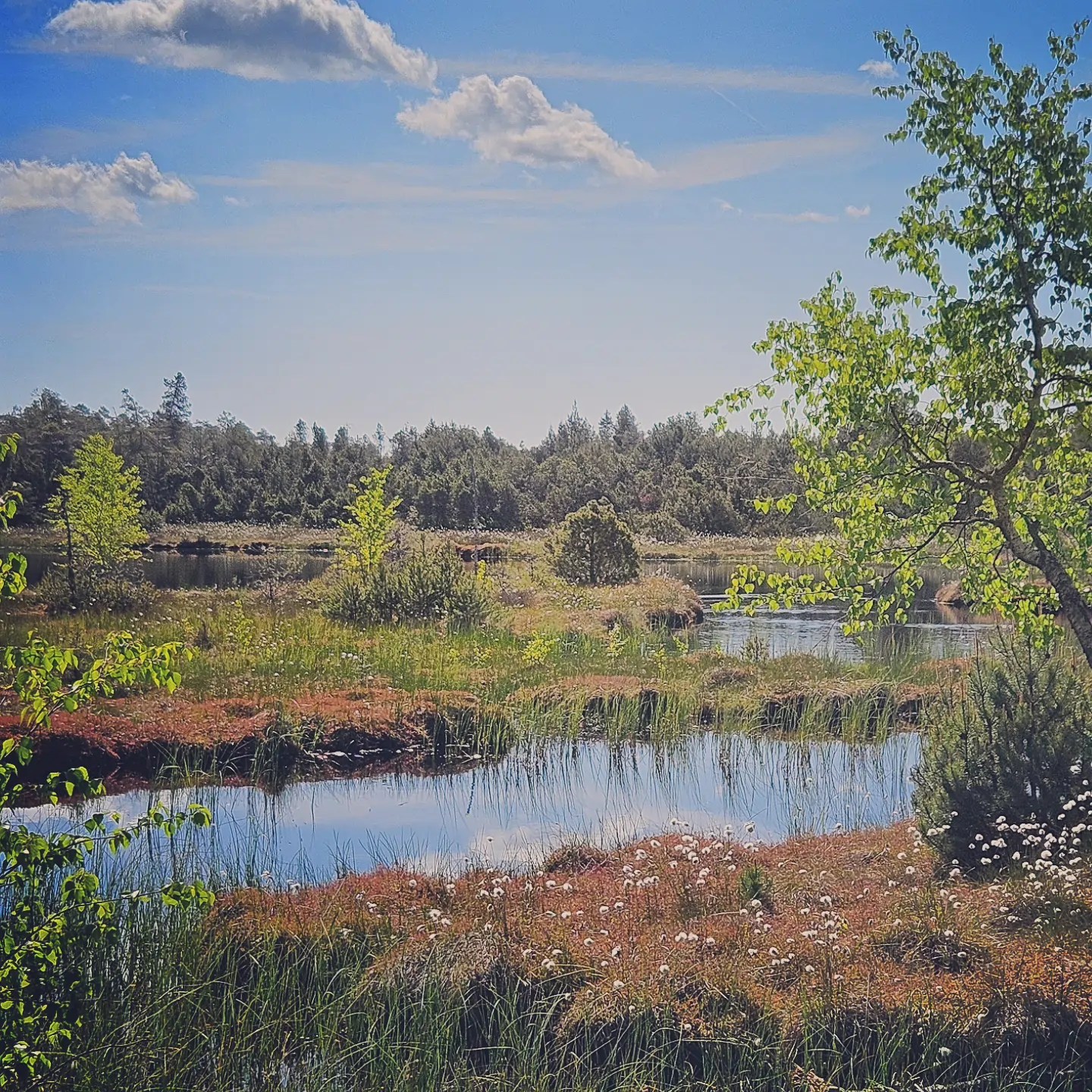 A small reflective pond sits among grasses and low shrubs in a moorland area surrounded by forest.