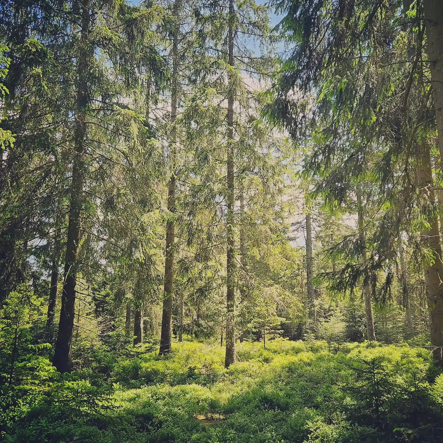 Tall evergreen trees stand closely together with sunlight filtering through the forest floor.