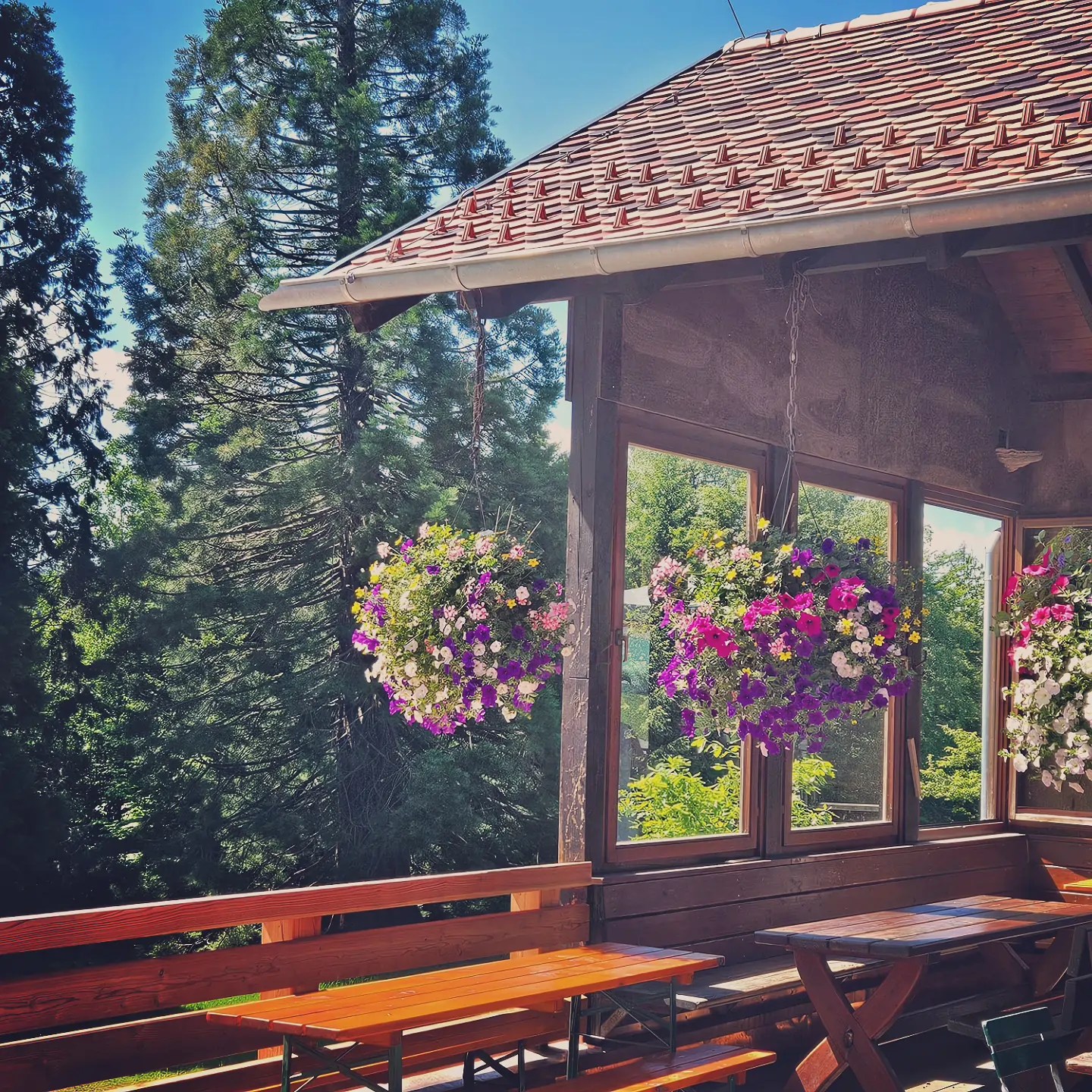 Wooden picnic tables sit beside a rustic building with hanging flower baskets overlooking the forest.