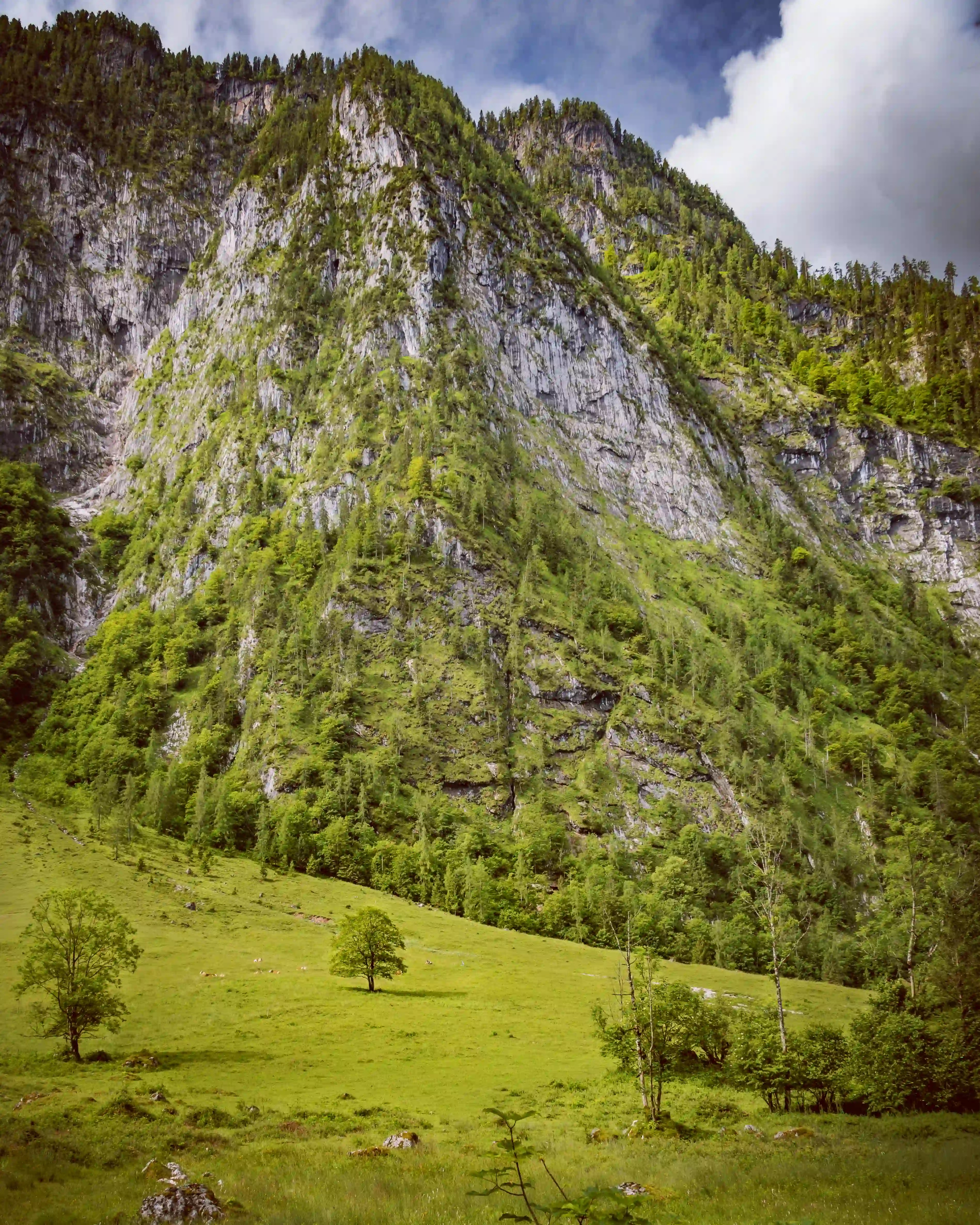 A steep limestone mountainside rises above a bright green alpine meadow dotted with small trees.
