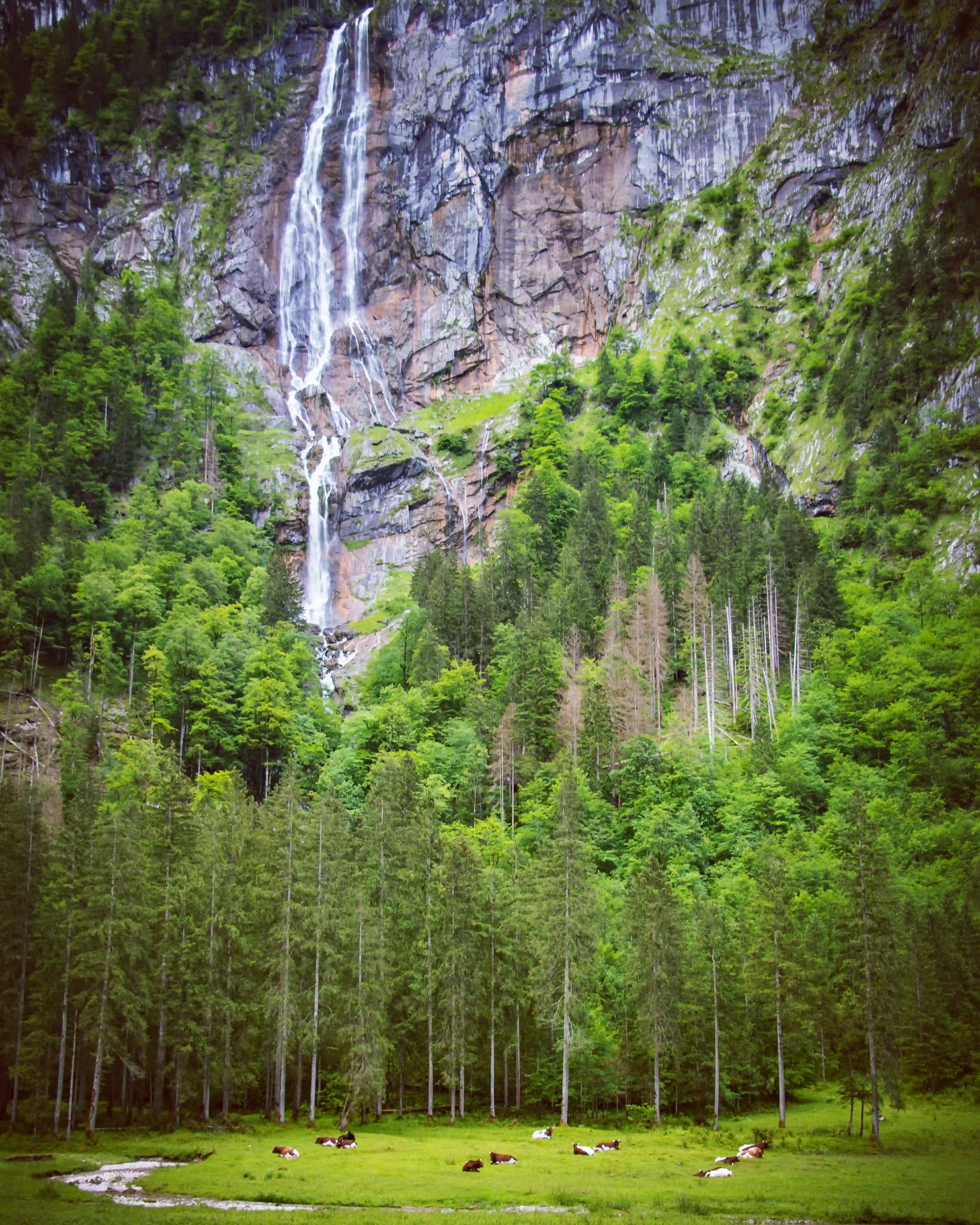 A tall waterfall cascades down a steep rock face into a green alpine basin, with a line of evergreen trees and grazing cows spread across the meadow below.