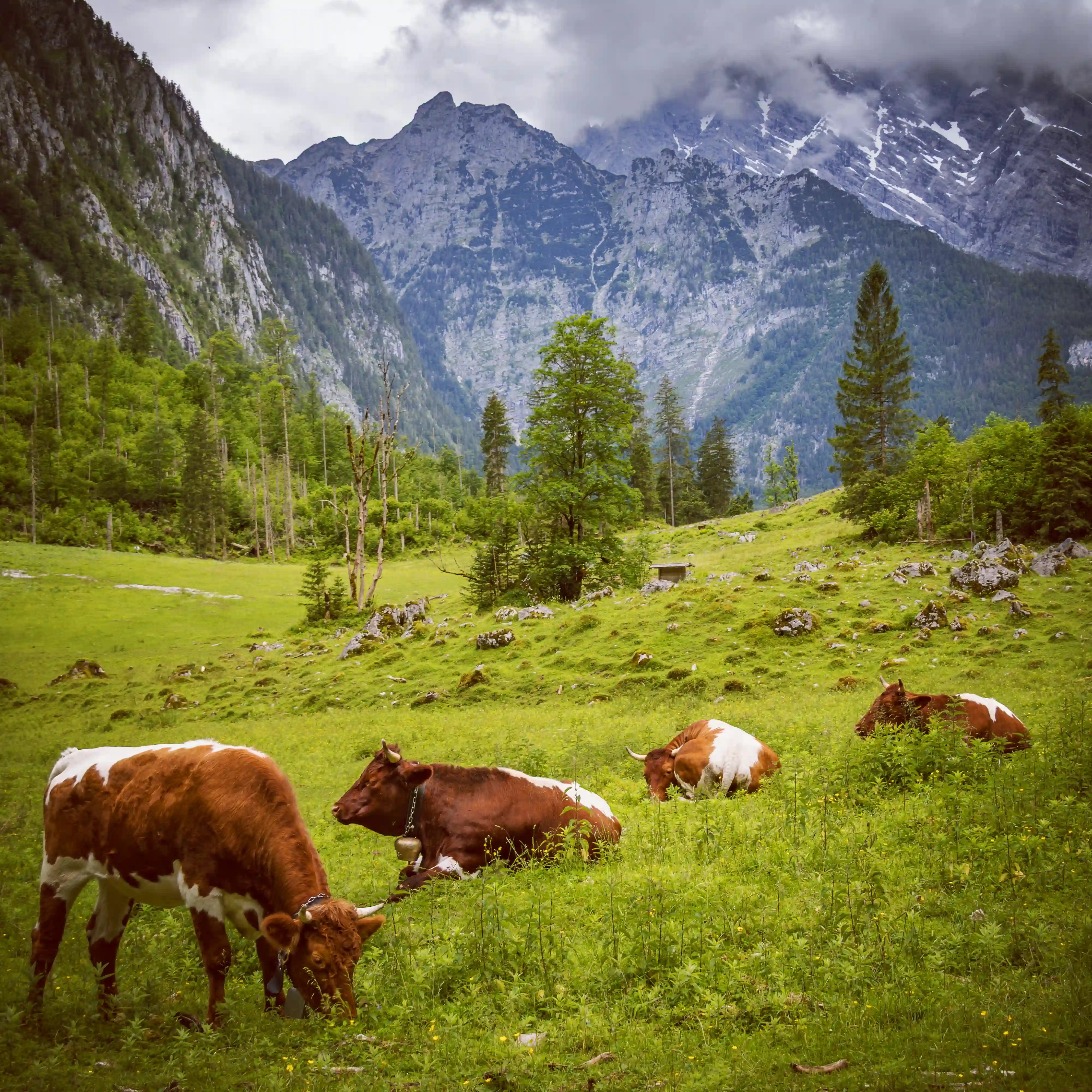 Alpine cows graze and rest in a green meadow with scattered rocks and steep mountains rising