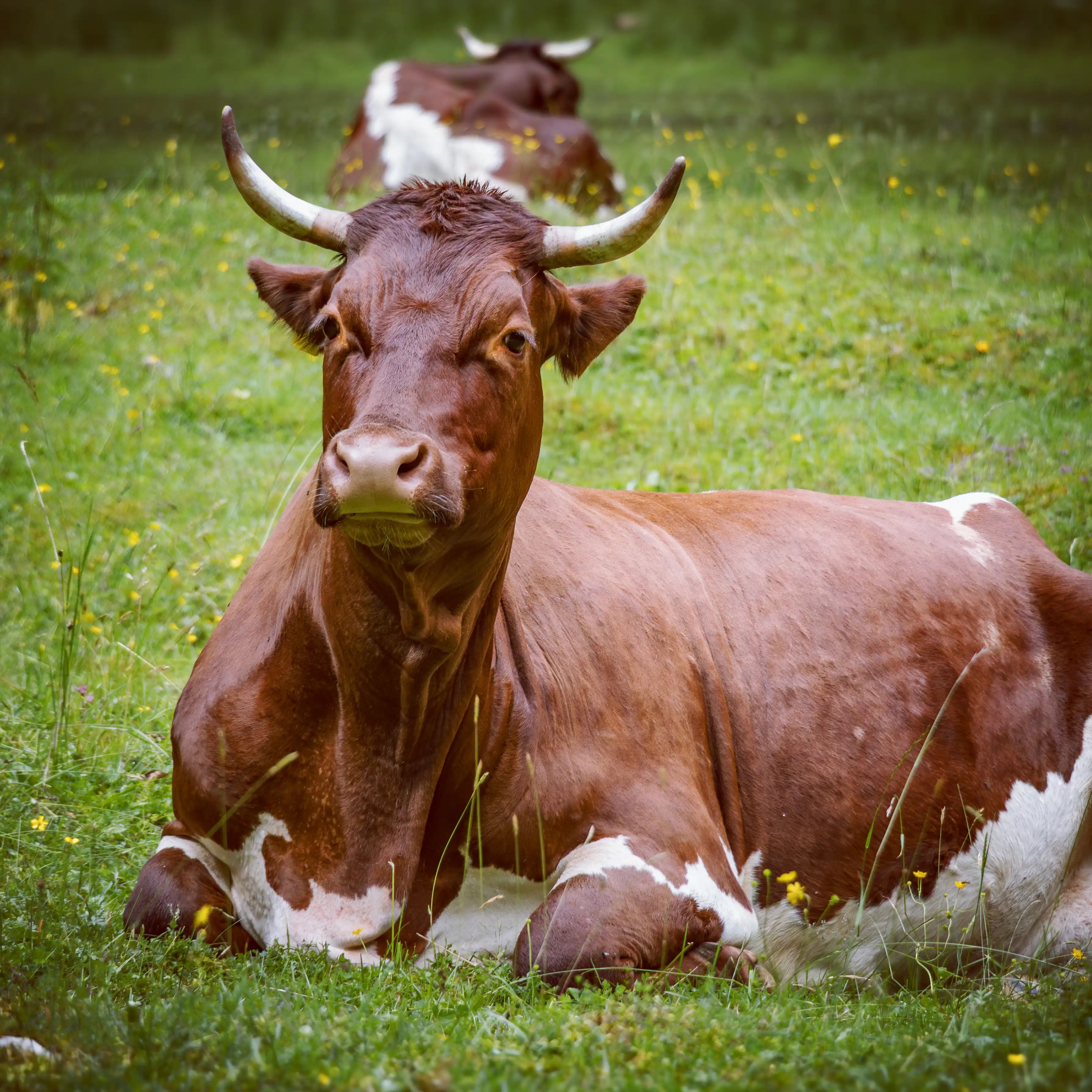 A brown and white cow with curved horns rests in green grass, facing the camera with another cow lying behind it.