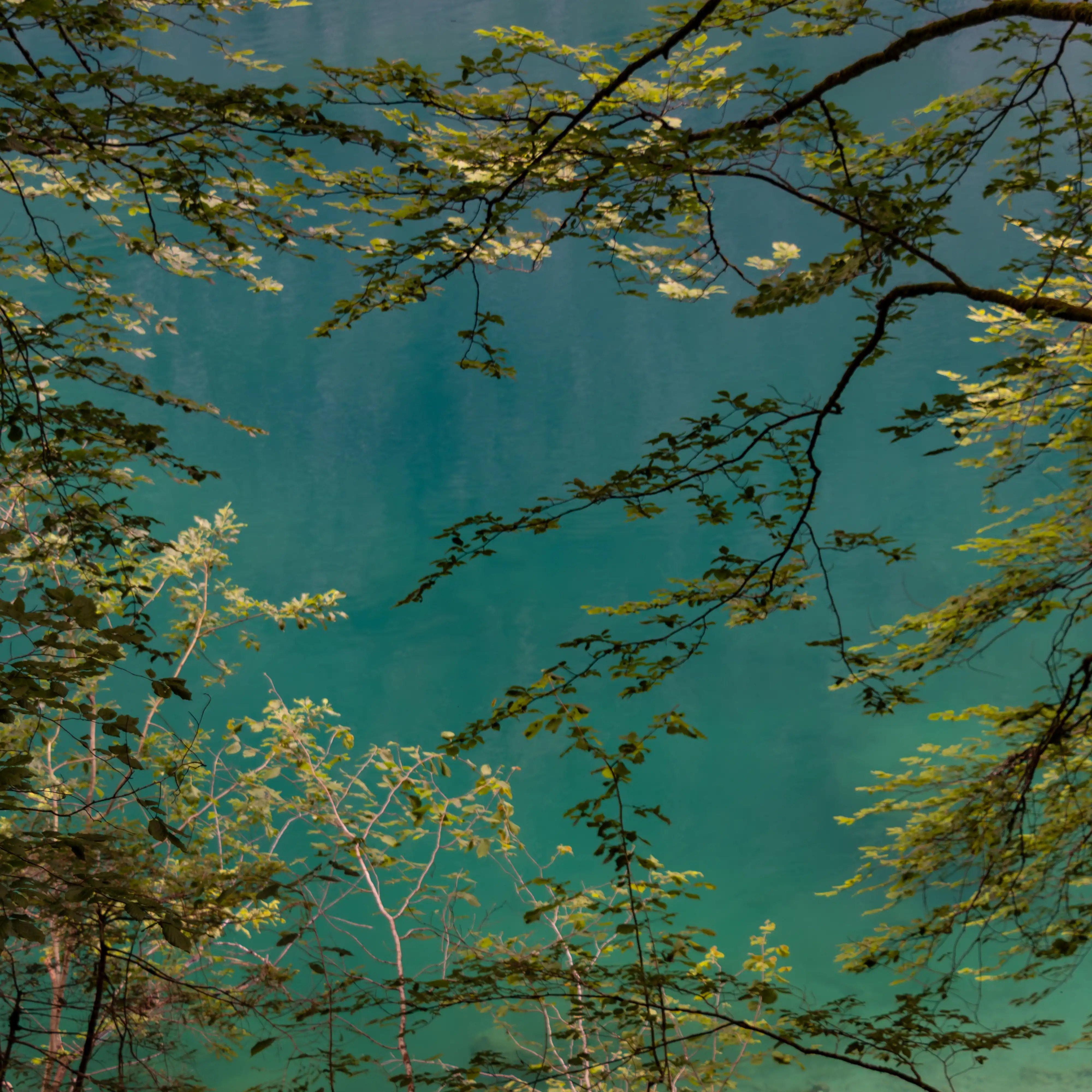 Leafy branches frame the turquoise surface of Obersee, with soft ripples visible beneath the water.
