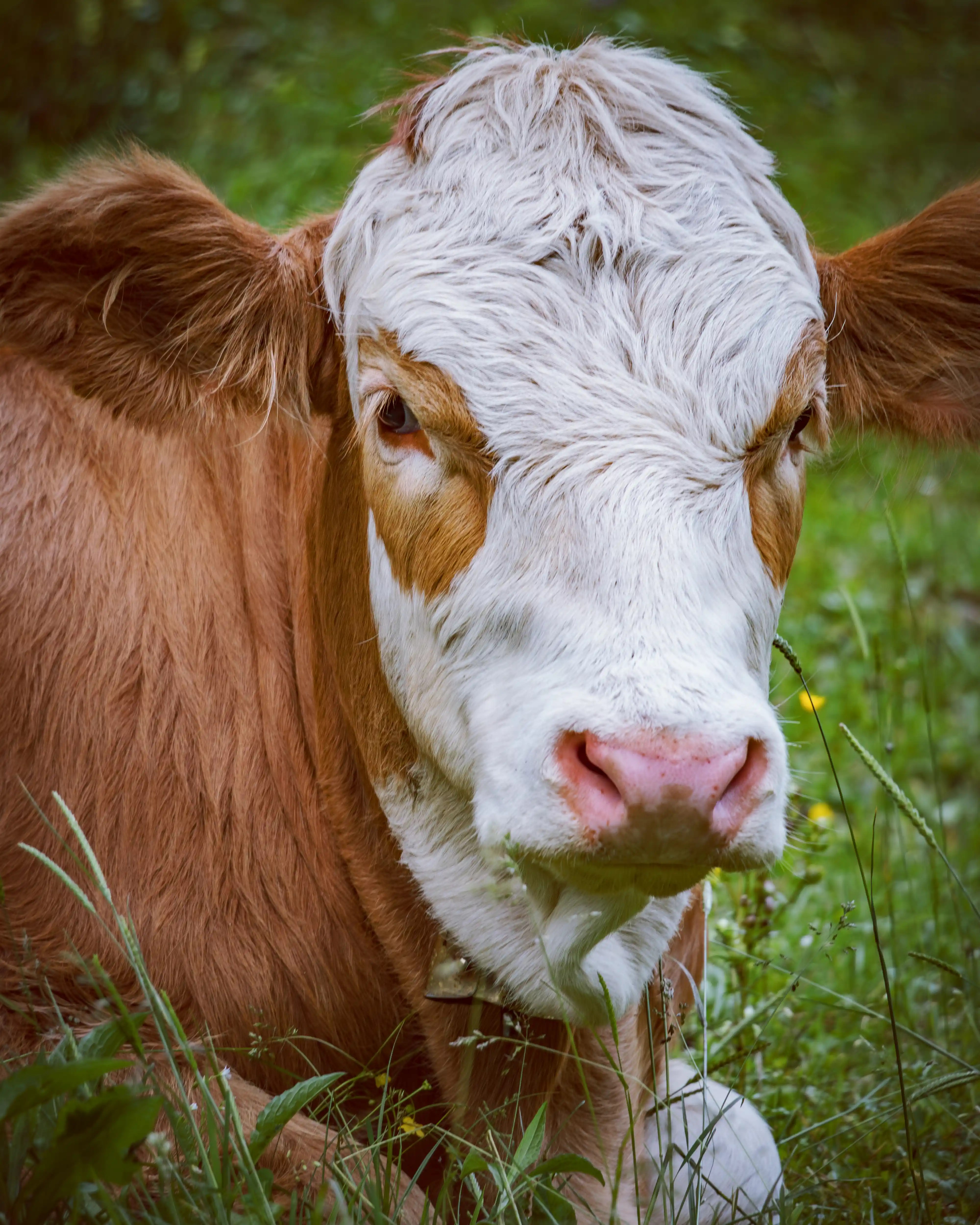 A close-up of a brown and white cow lying in grass and looking directly toward the camera.