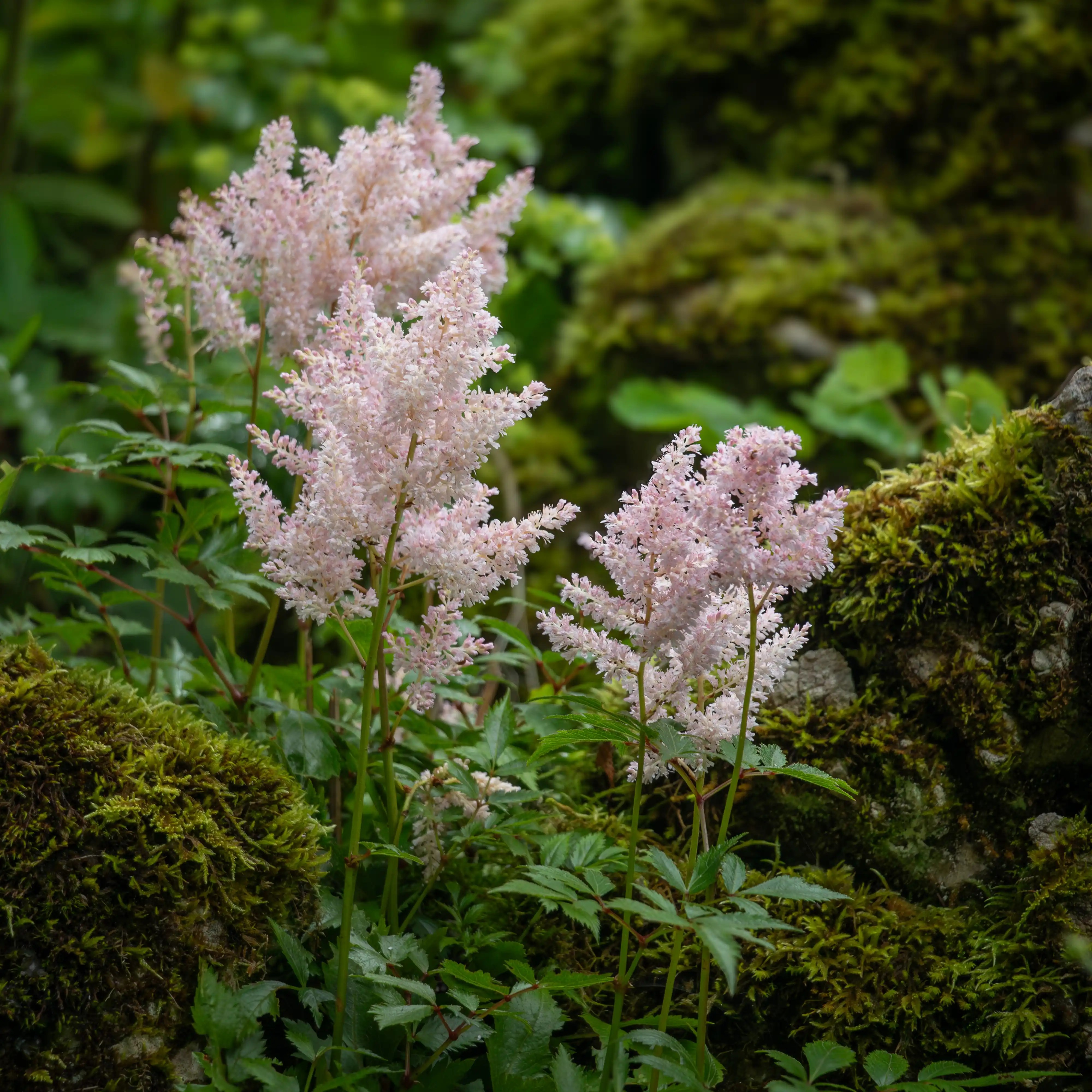 Pale pink wildflowers grow among moss-covered rocks in a shaded forest setting.