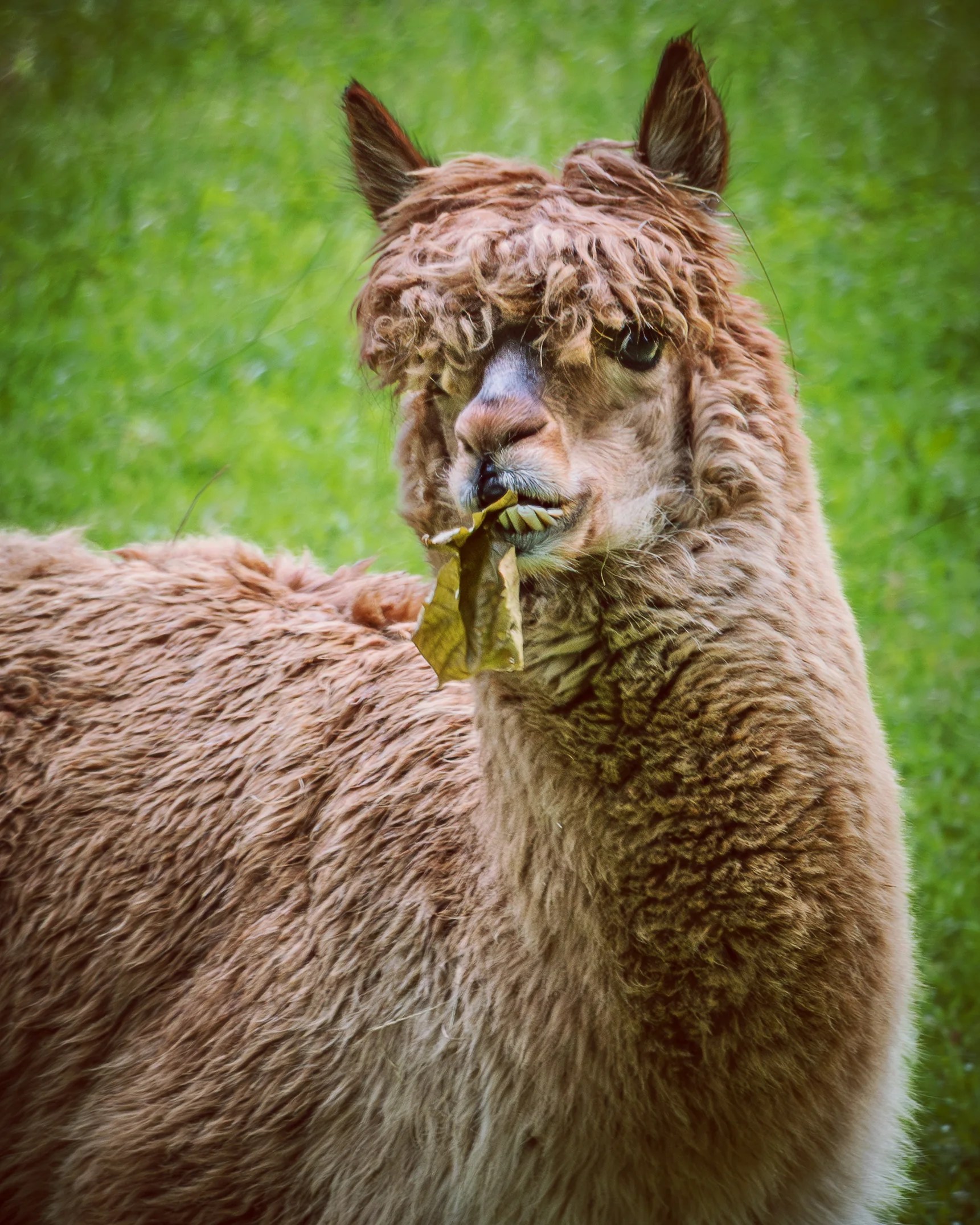 A fluffy brown alpaca stands in green grass holding a leaf in its mouth, looking directly toward the camera.