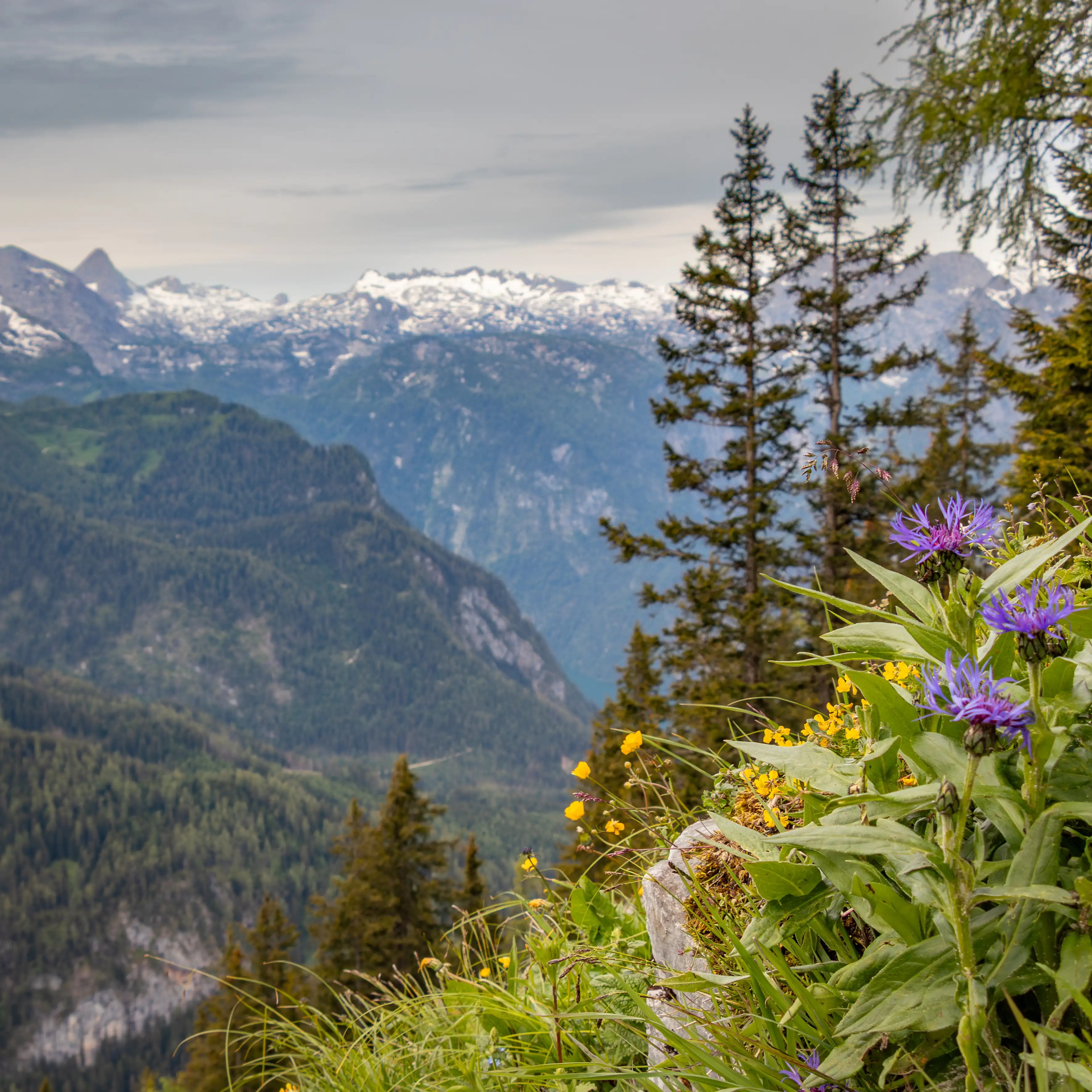 Purple and yellow alpine flowers grow among grasses and rocks in the foreground, with layered blue mountain ridges fading into the distance behind them.