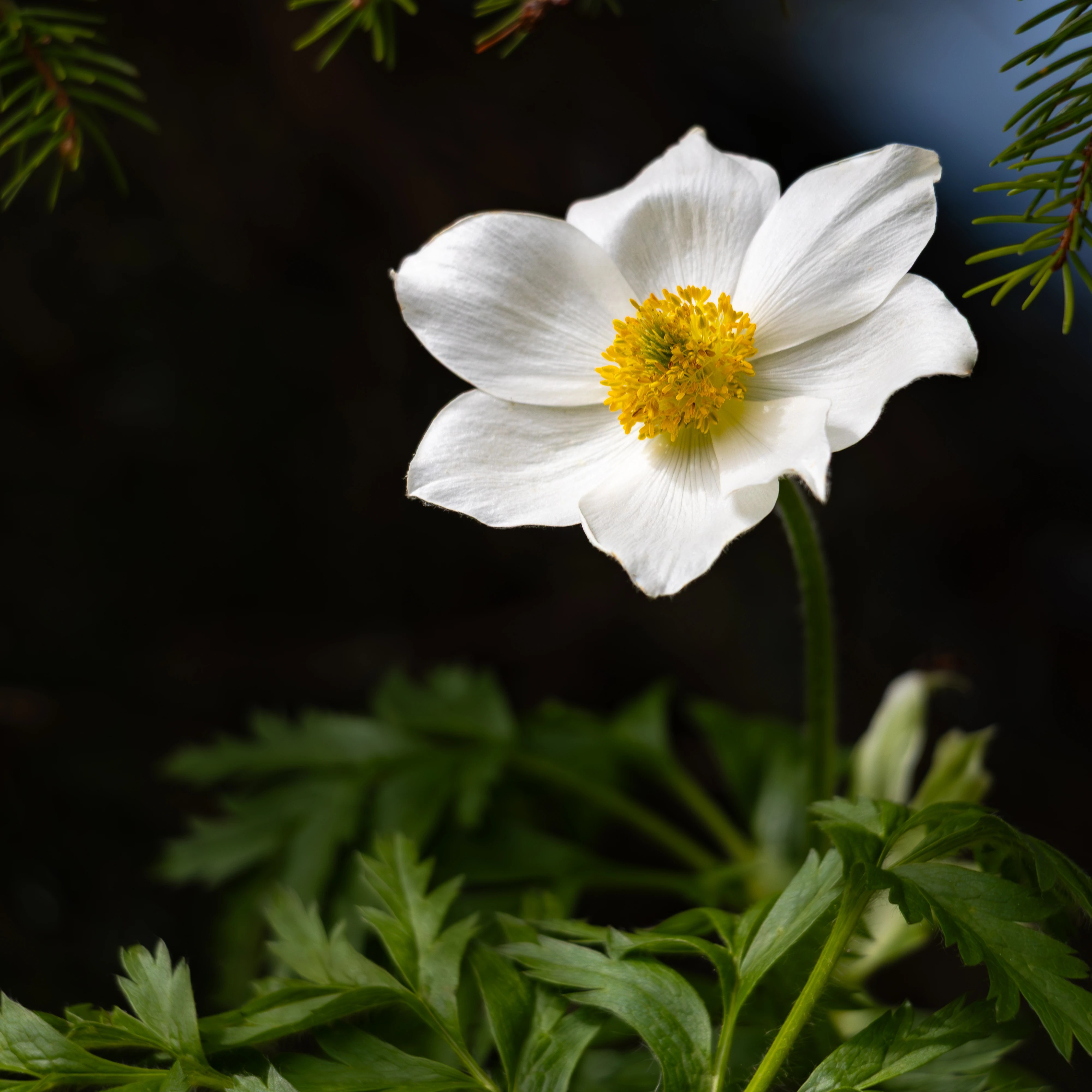 A white alpine flower with a yellow center grows among green leaves in the mountain landscape.