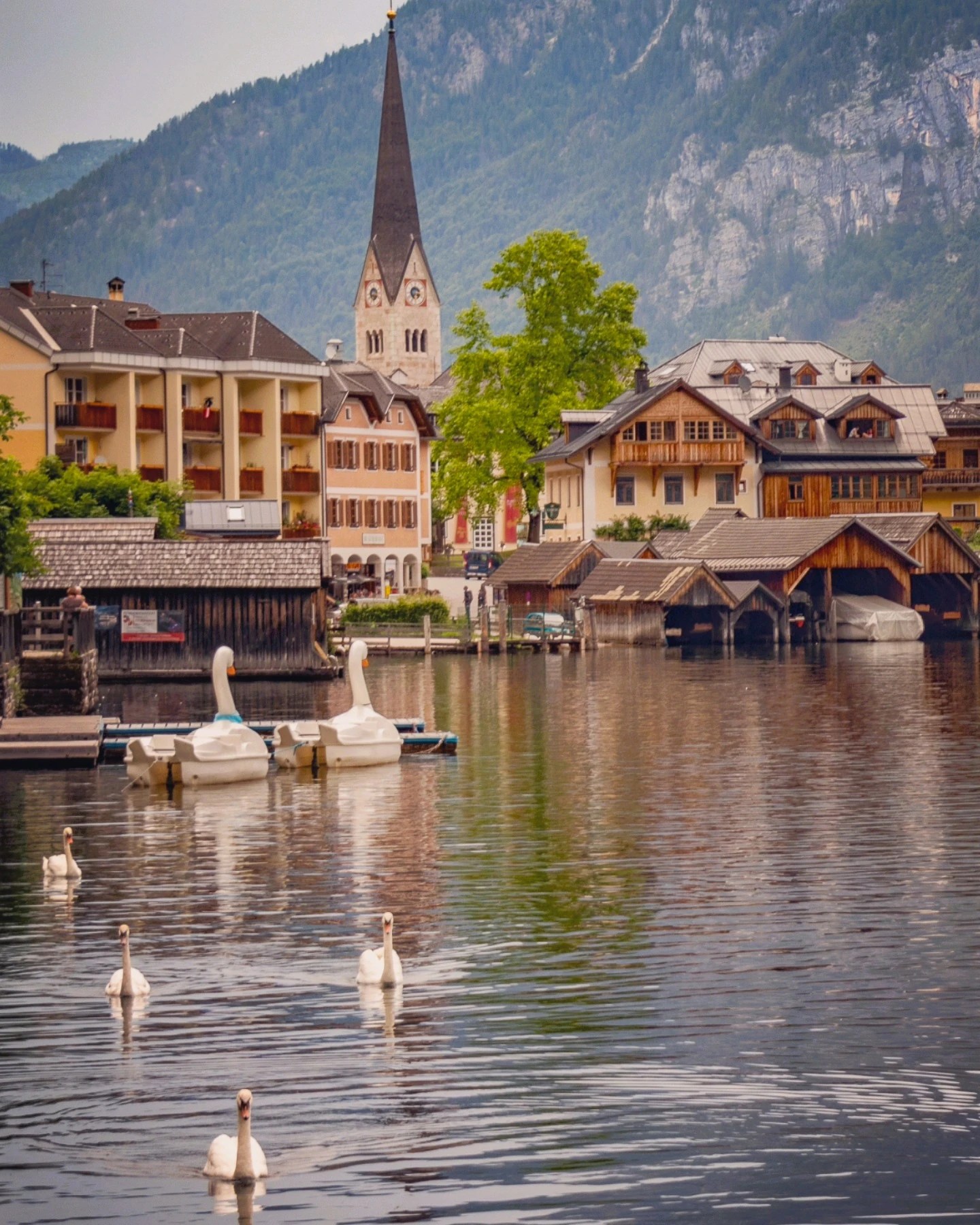 Swans swimming in Lake Hallstatt with lakeside buildings, wooden boathouses, and a church tower behind them.