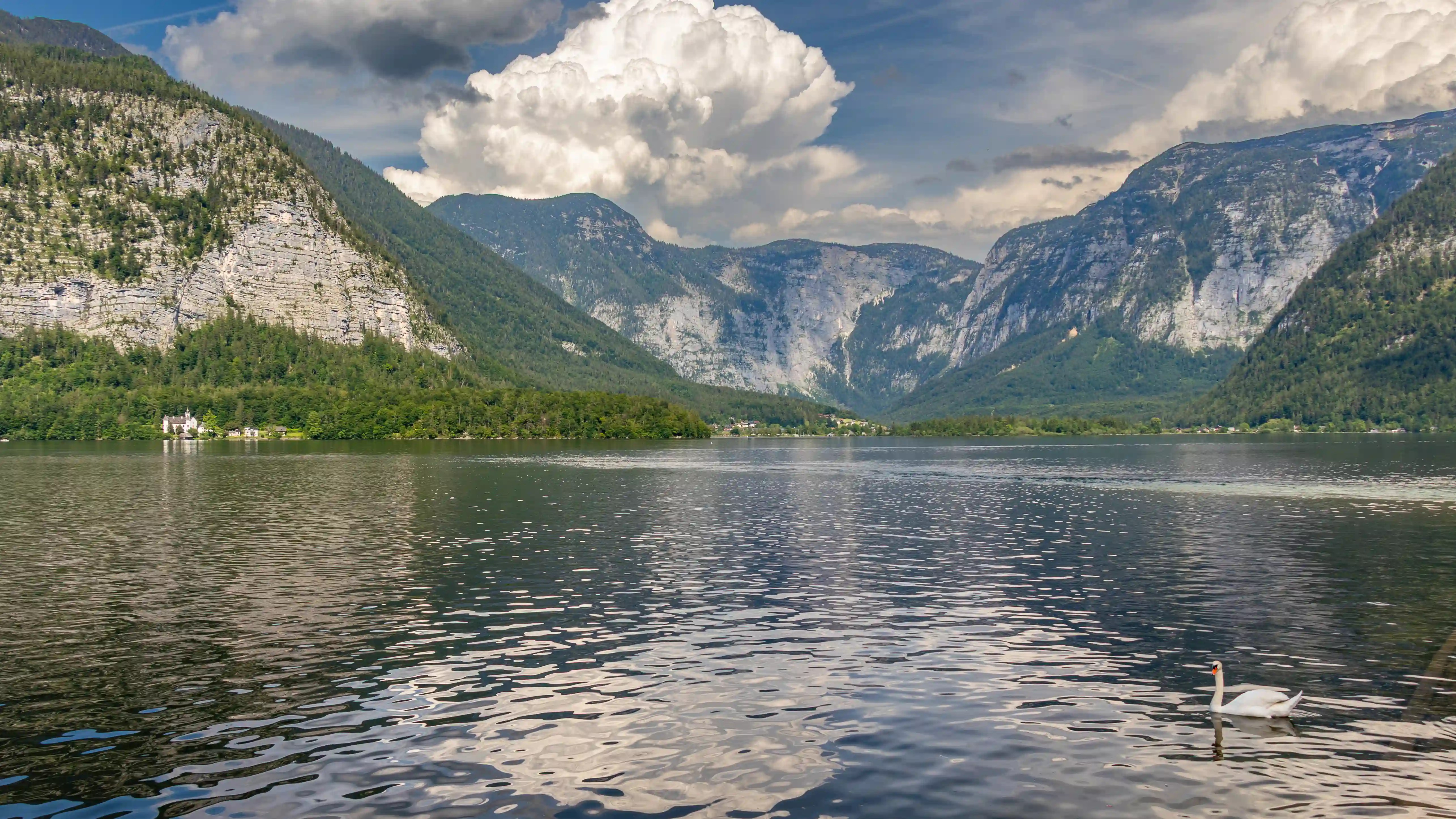 A swan floats on Lake Hallstatt with steep mountains and clouds reflected in the water.