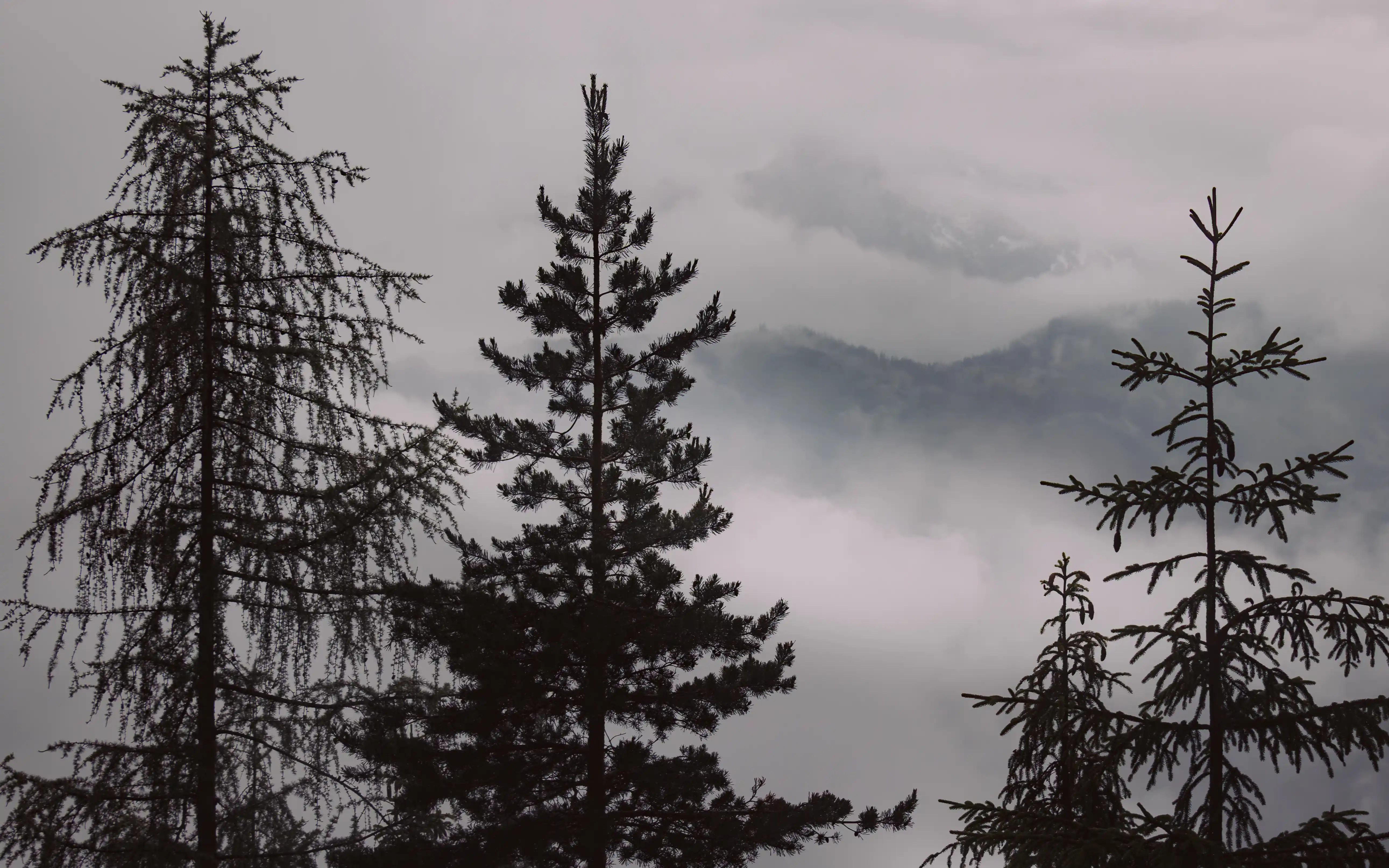 Tall evergreen trees stand in the foreground with fog drifting across forested mountains in the distance near Eisriesenwelt.