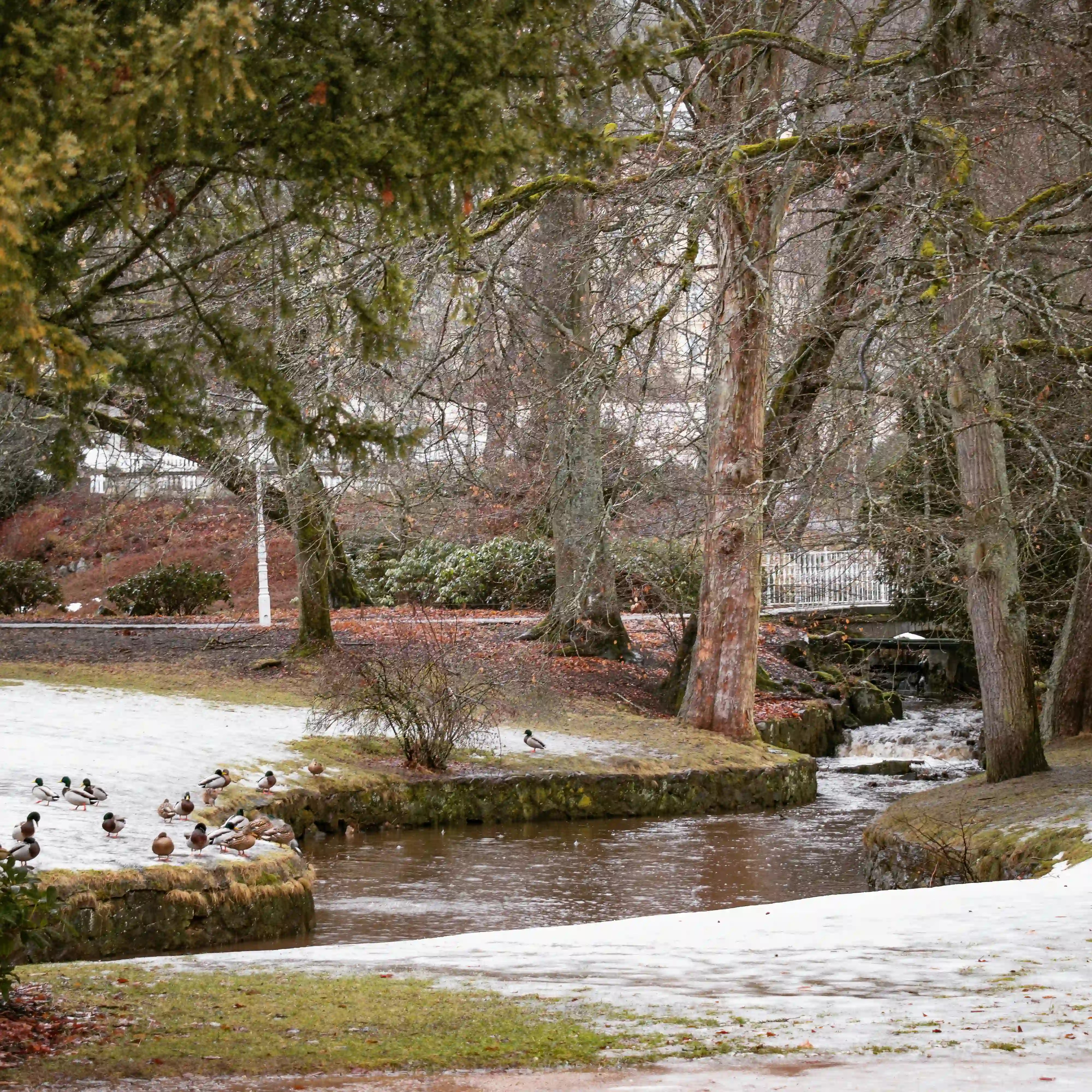 Ducks standing on the edge of a stream surrounded by winter trees and light snow in a park.