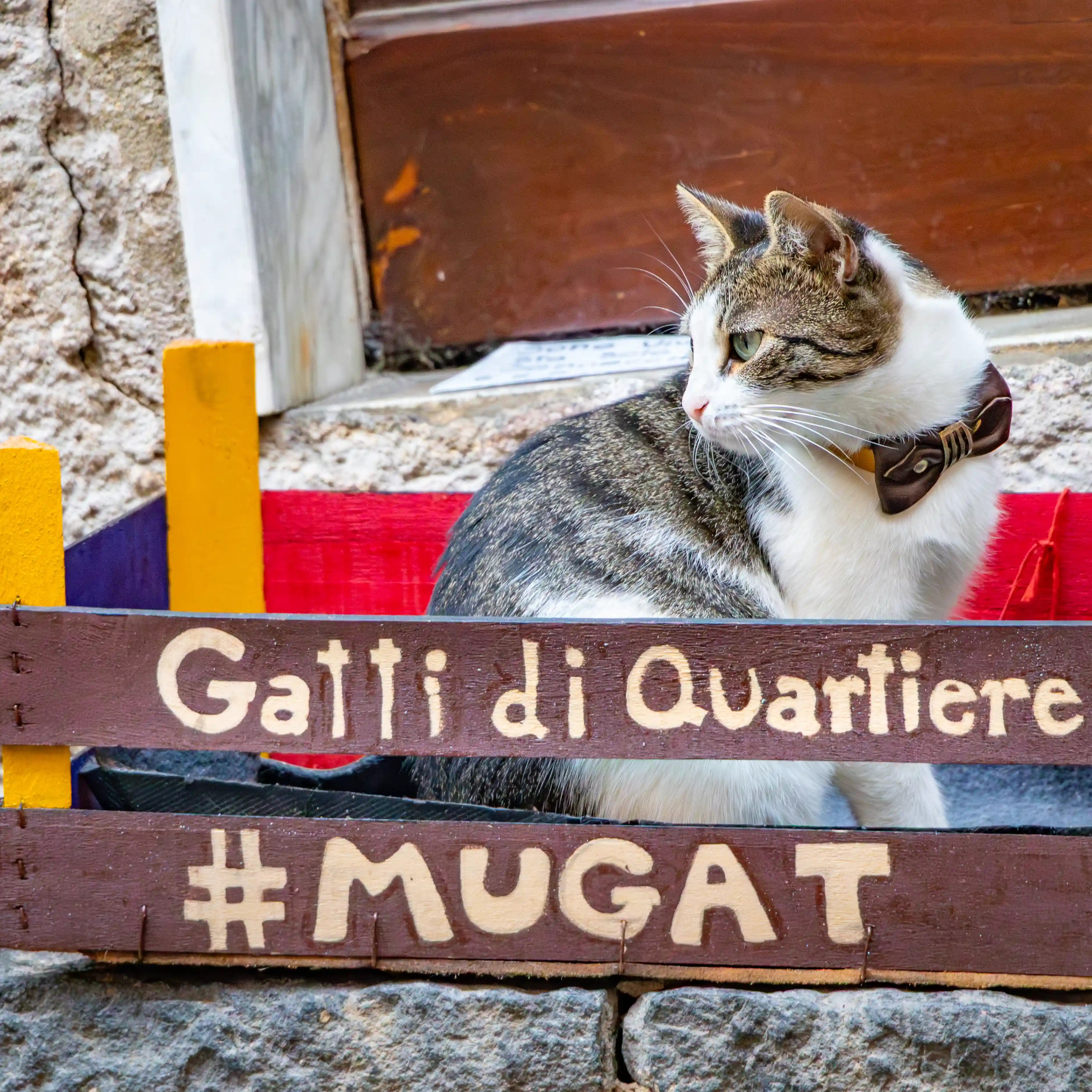 A cat wearing a collar sits behind a wooden sign that reads “Gatti di Quartiere #MUGAT.”