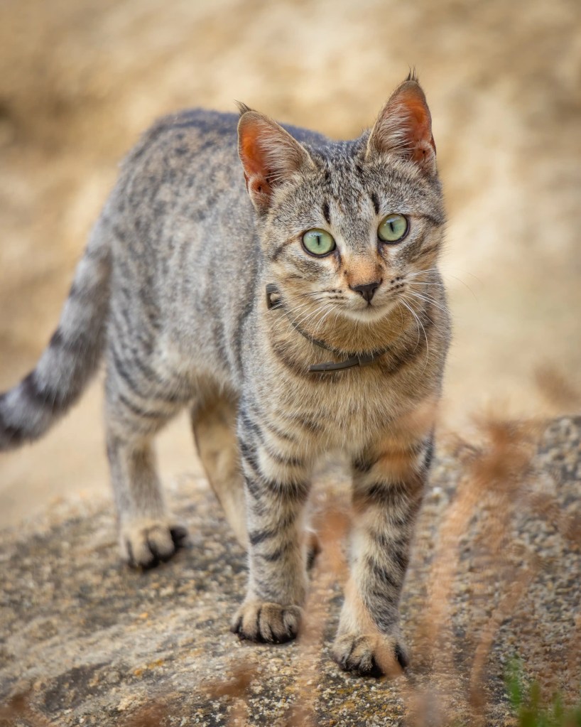 Gray tabby cat with green eyes standing on a rock and looking toward the camera.